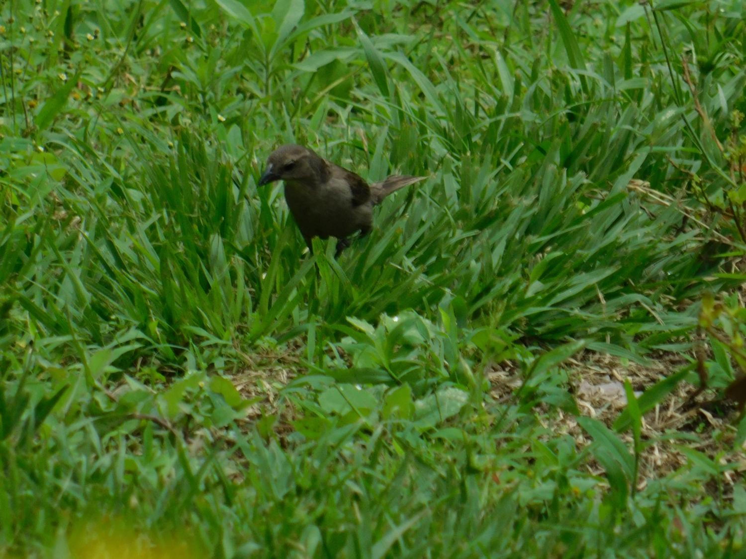 Casa Campo alojamiento campestre para descanso en Calarcá Quindío