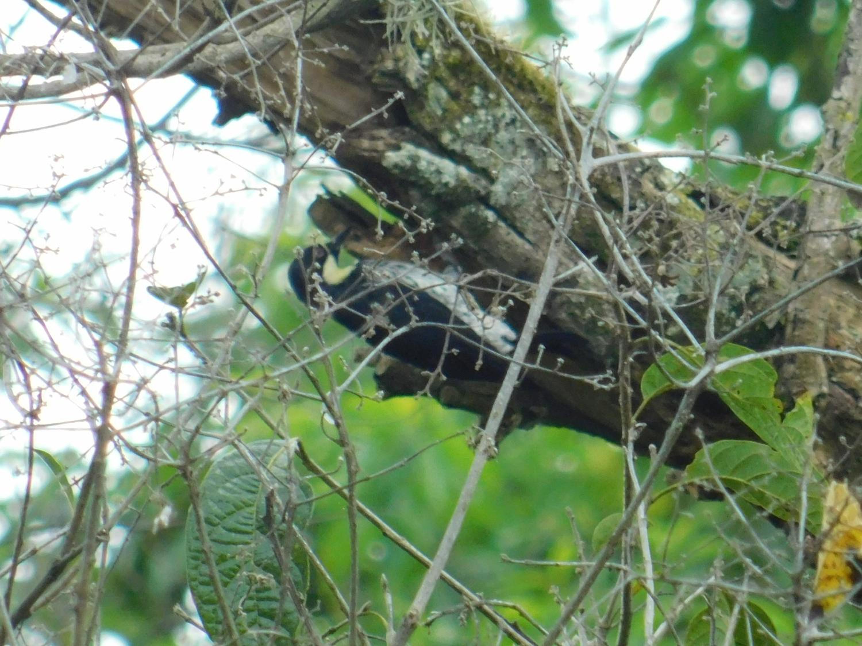 Casa Campo alojamiento campestre para descanso en Calarcá Quindío