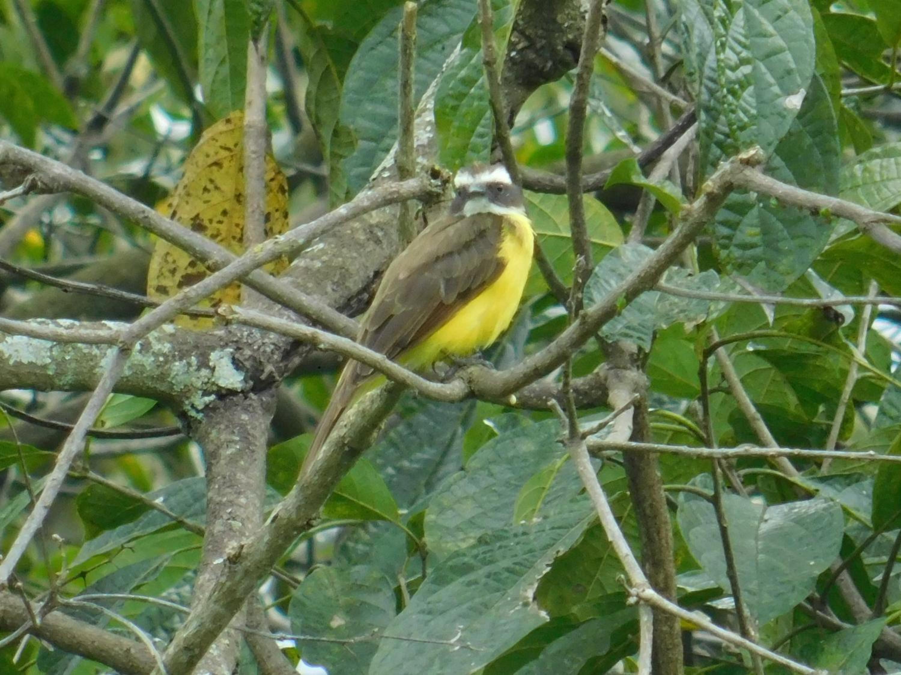 Casa Campo alojamiento campestre para descanso en Calarcá Quindío