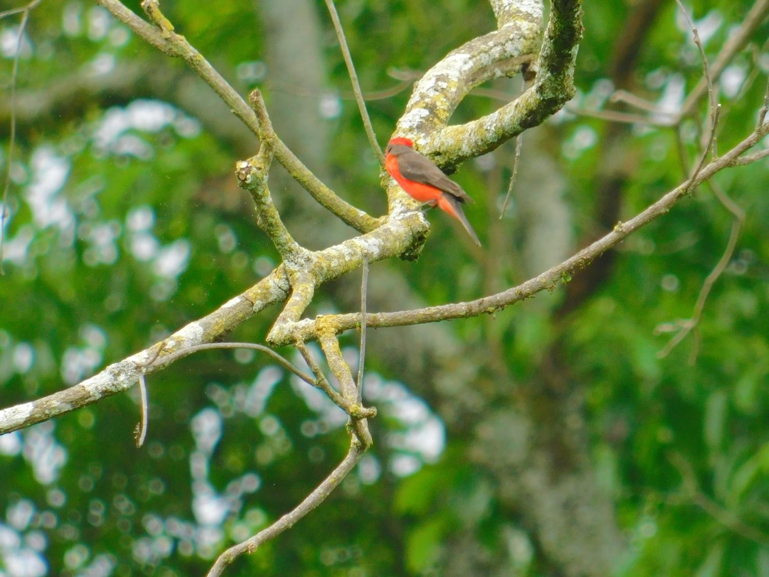 Casa Campo alojamiento campestre para descanso en Calarcá Quindío