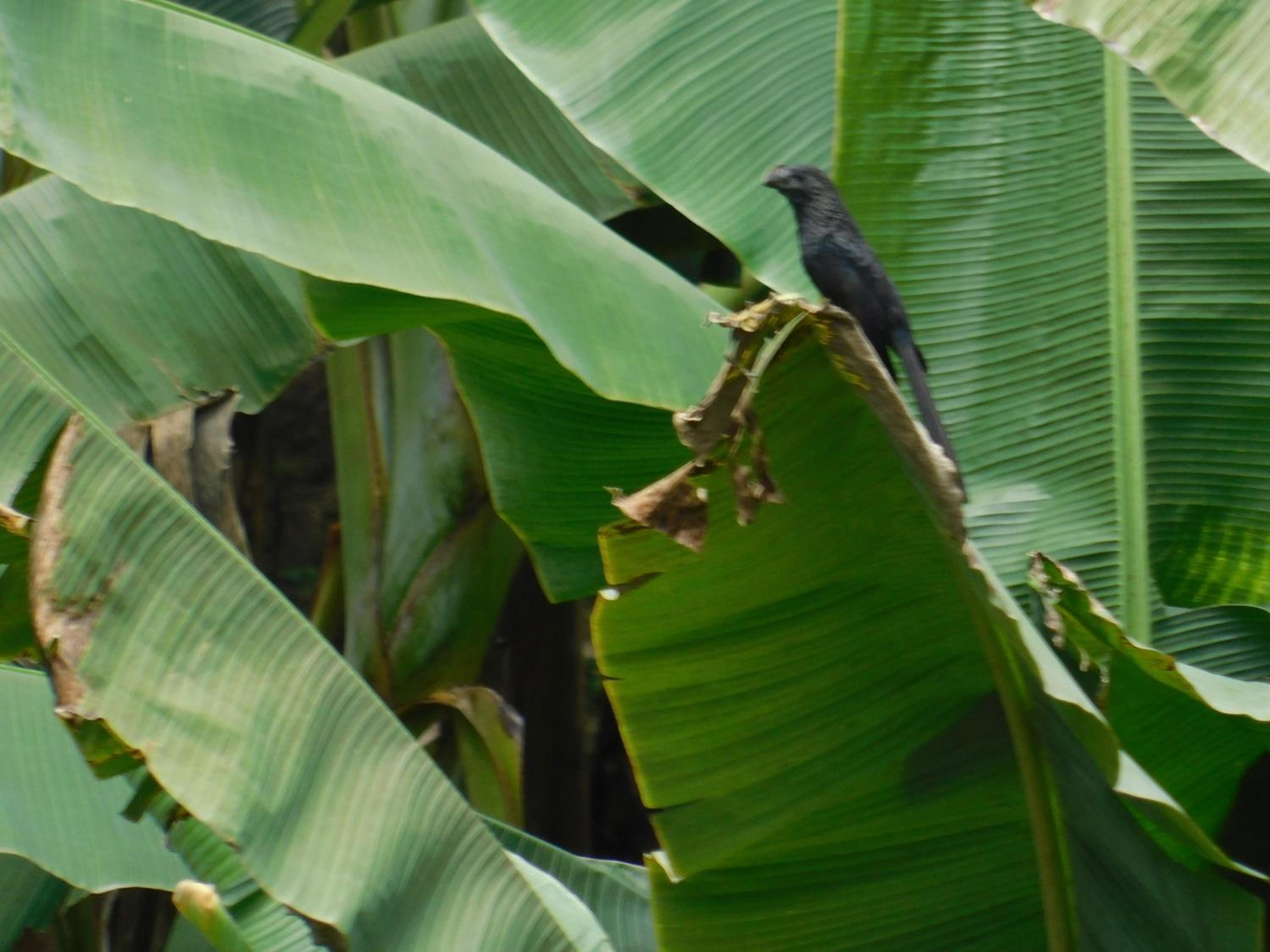 Casa Campo alojamiento campestre para descanso en Calarcá Quindío