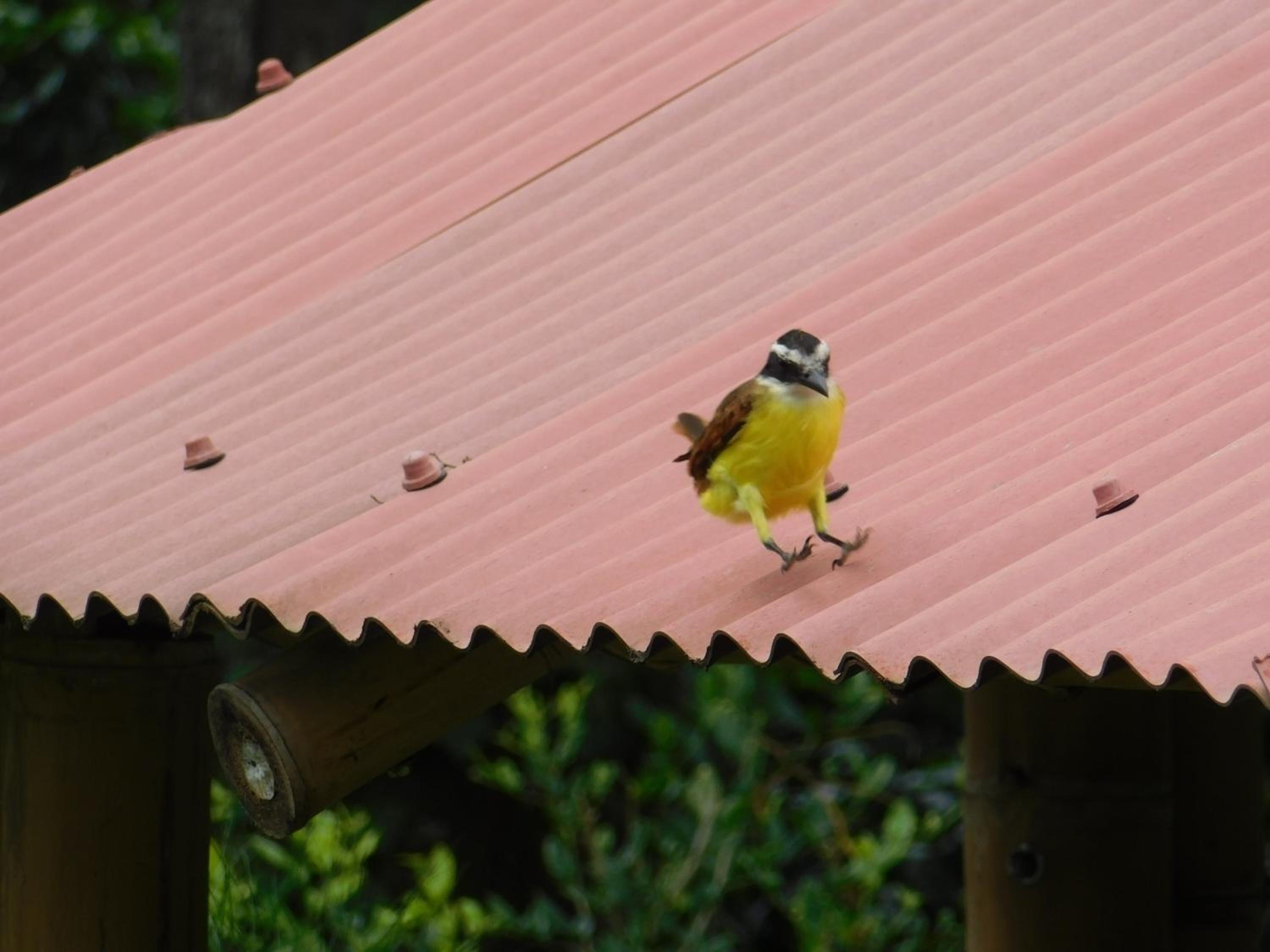 Casa Campo alojamiento campestre para descanso en Calarcá Quindío