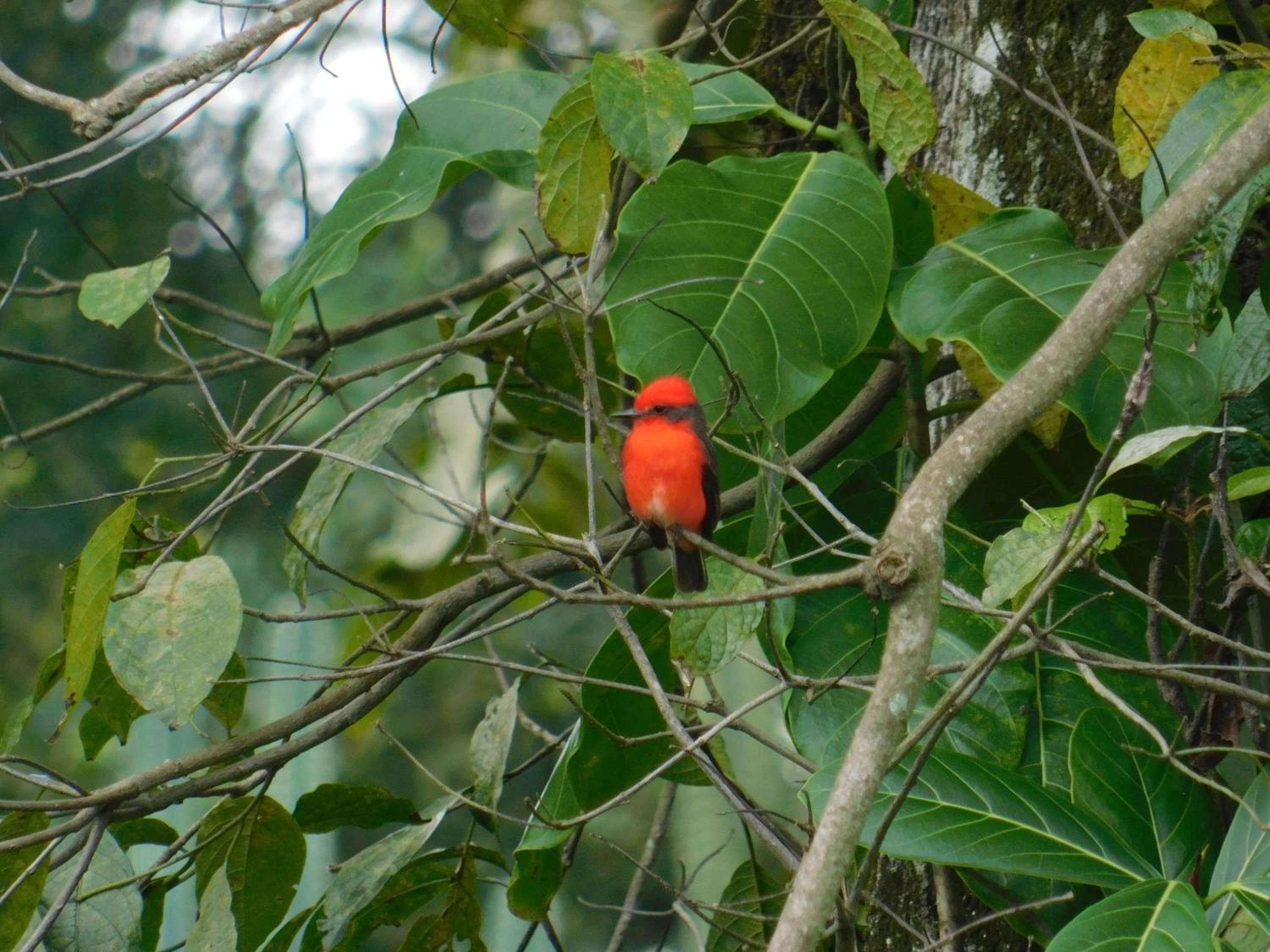 Casa Campo alojamiento campestre para descanso en Calarcá Quindío