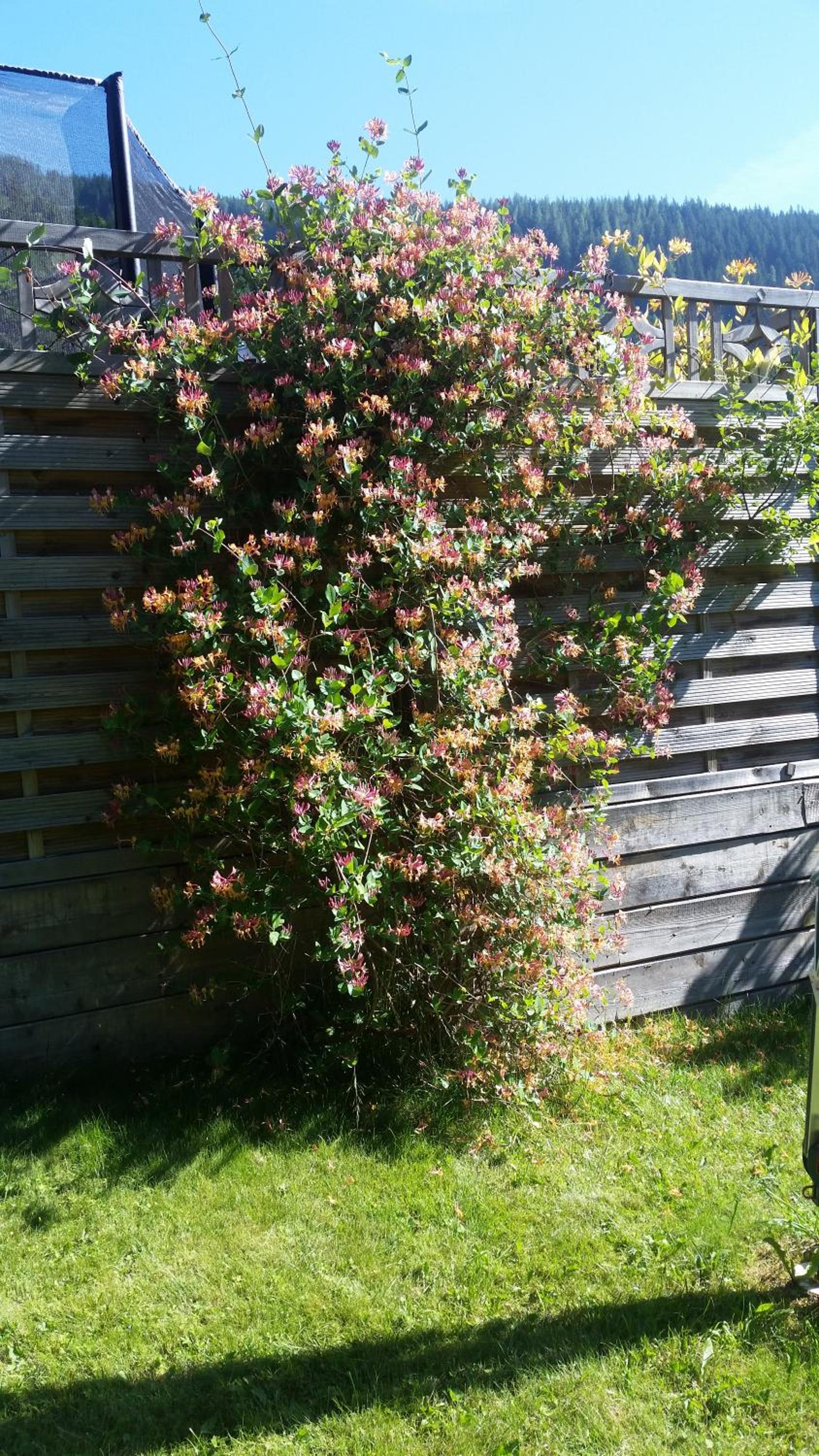 Photo 27