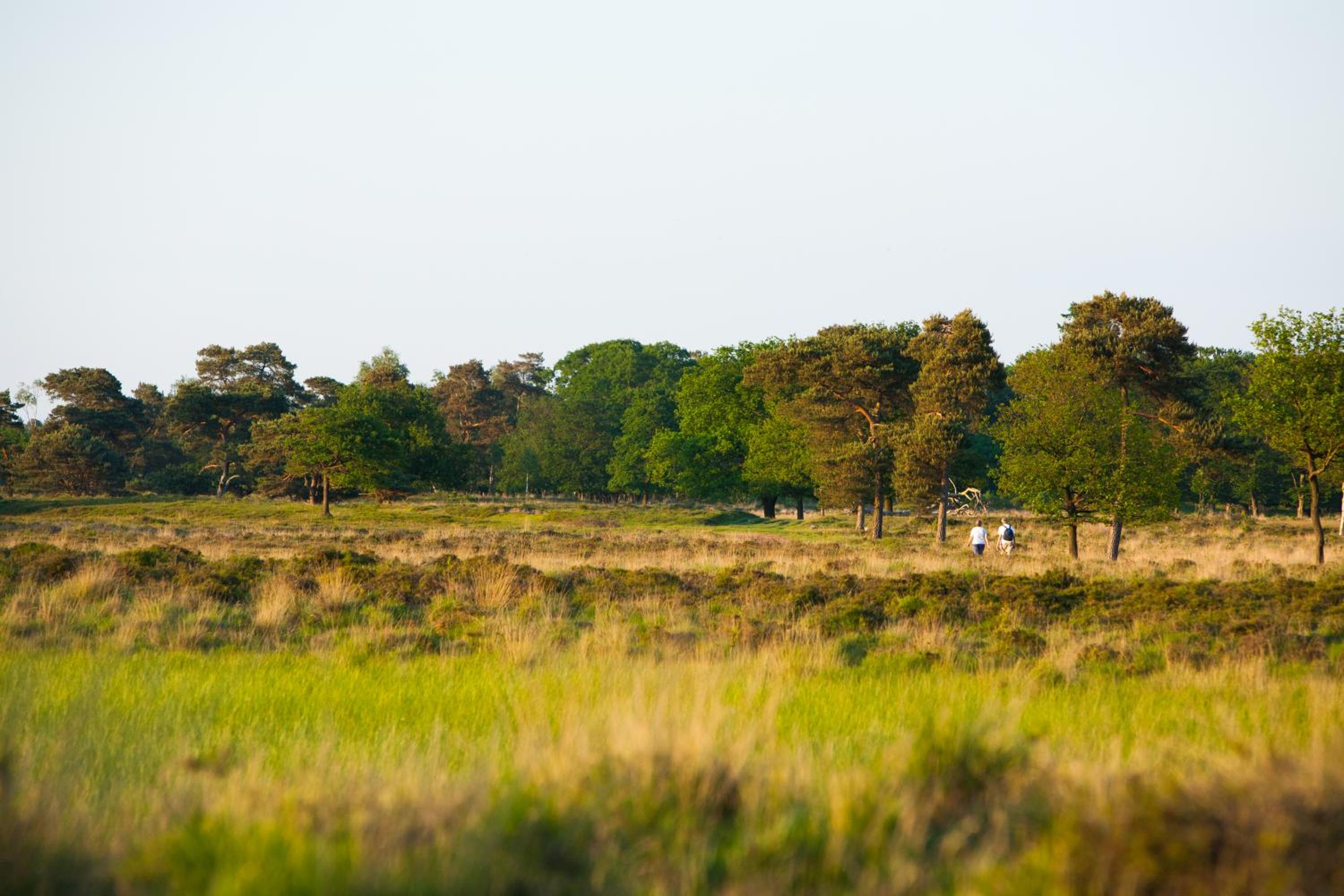 Molecaten Park Landgoed Ginkelduin view 5