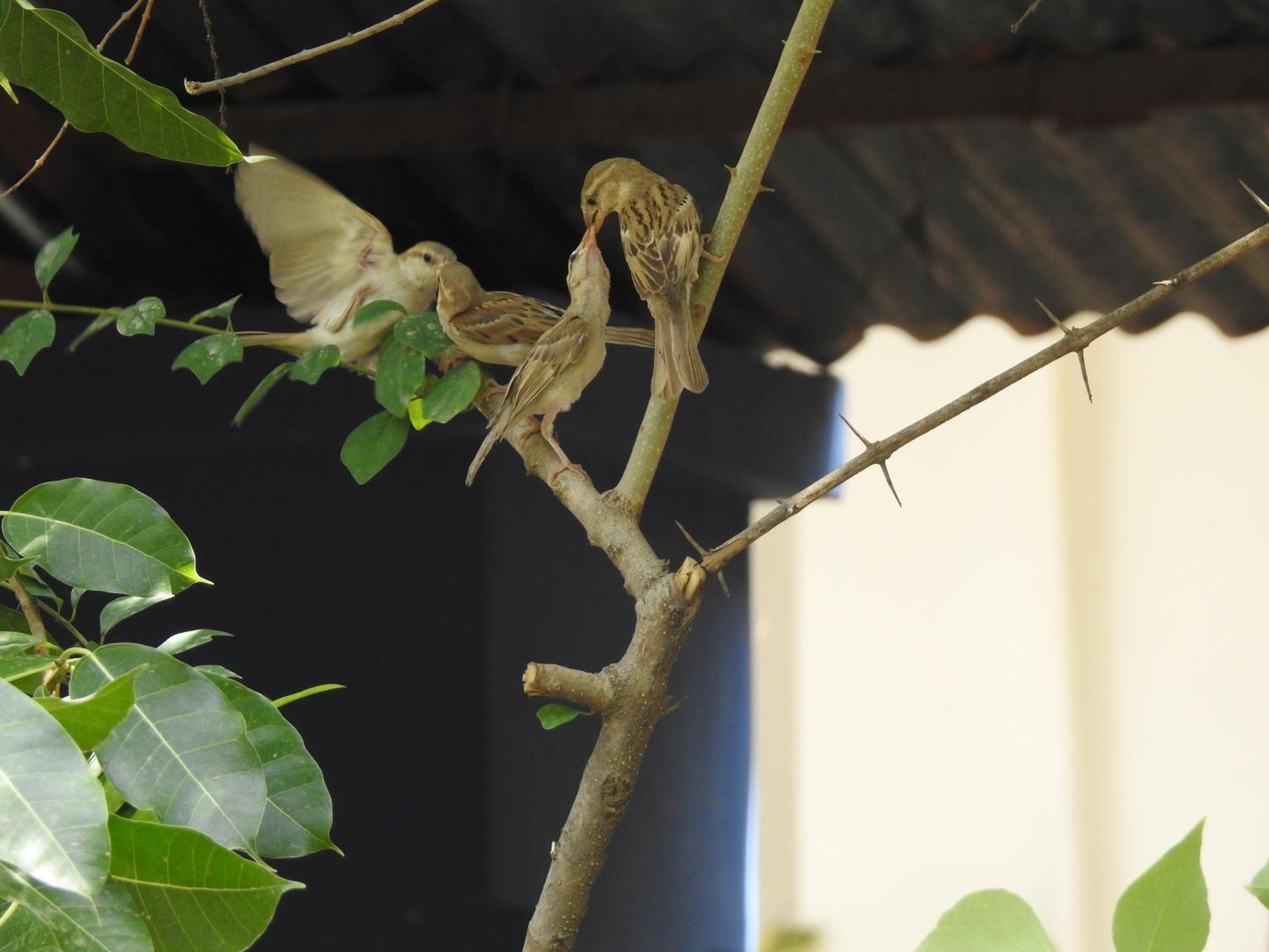 The Coral Tree Boutique Homestay