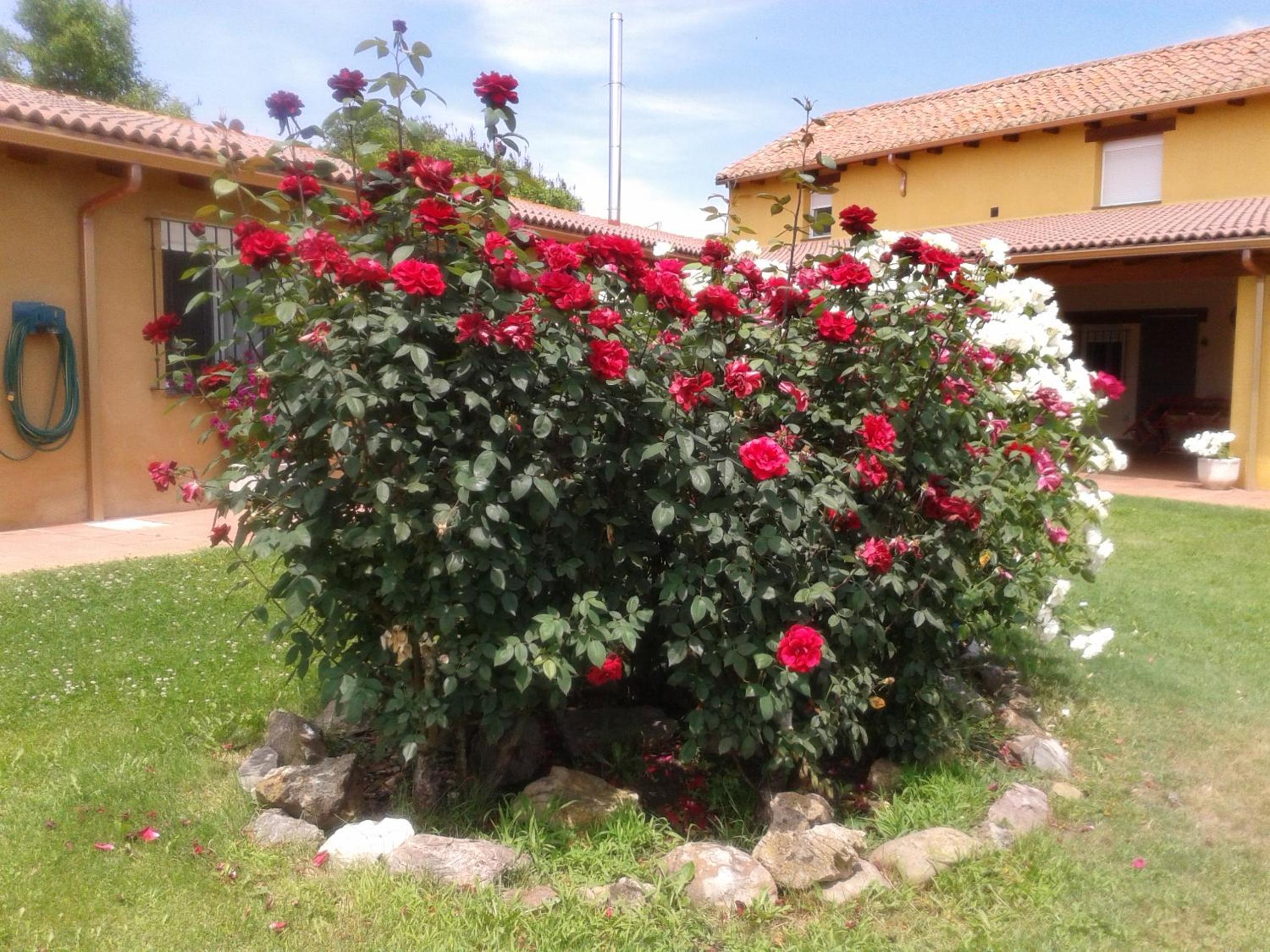 Photo 36