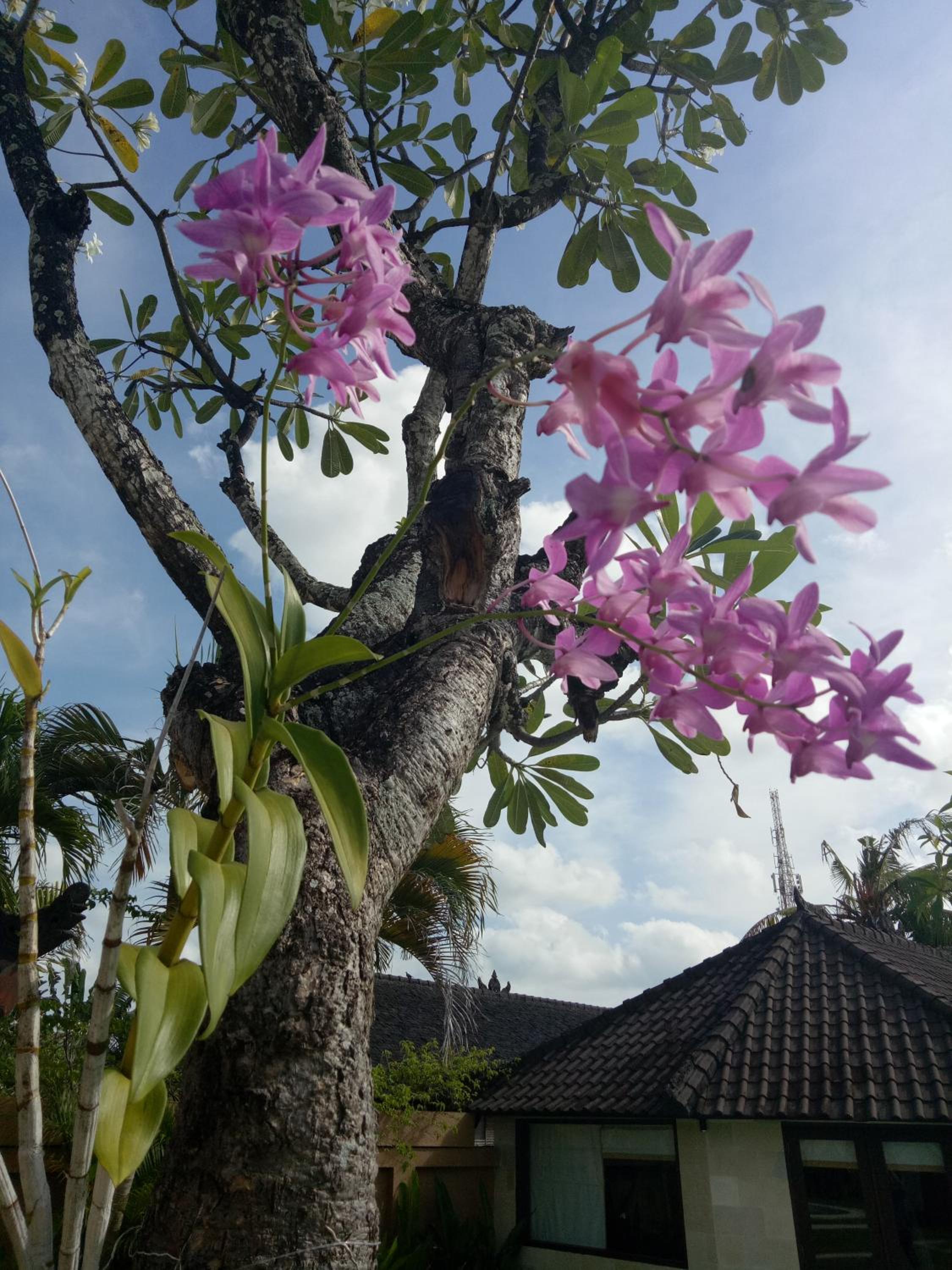 Bali Dyana Villas