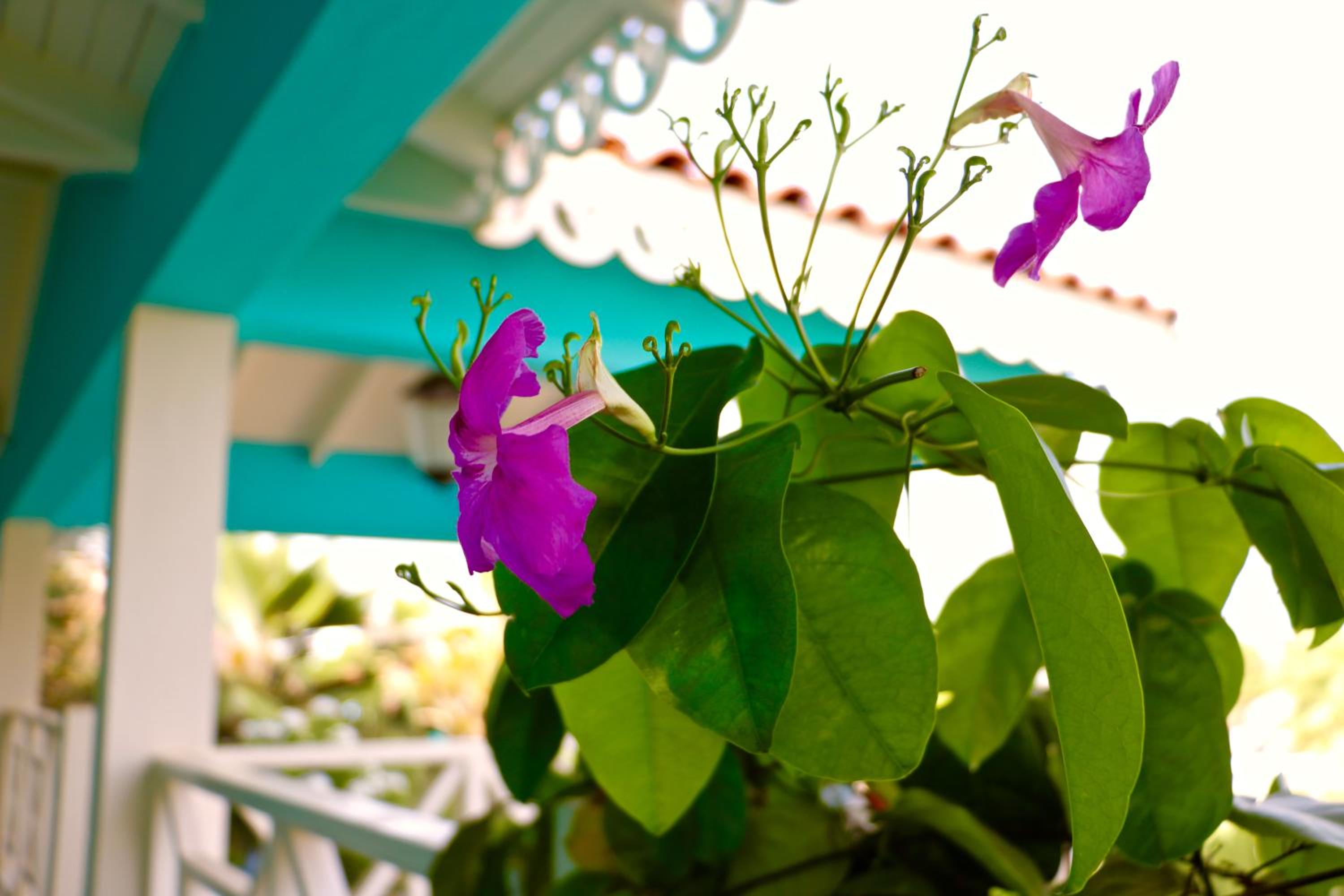 Caribbean Lofts Bonaire