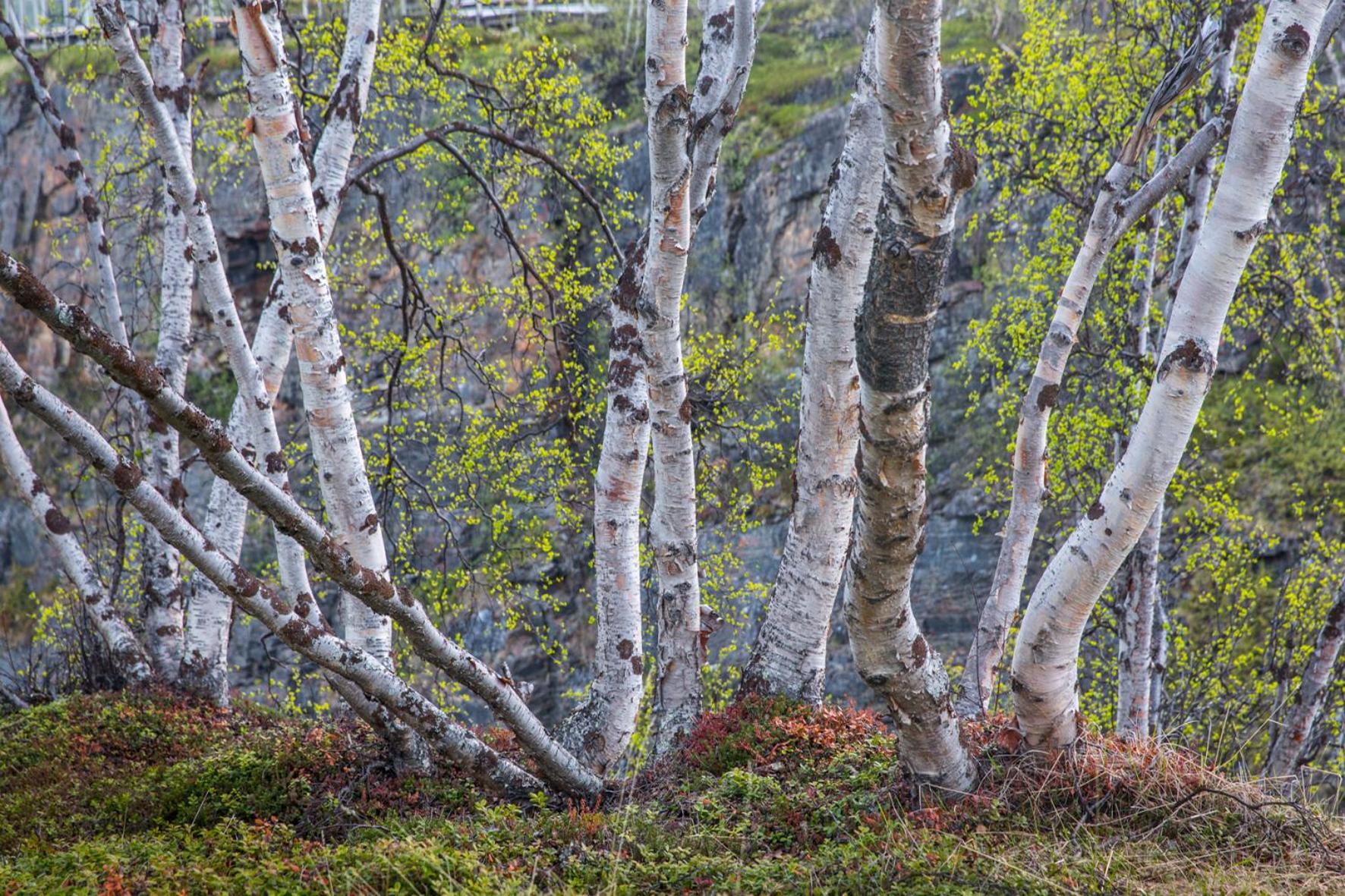 Abisko Guesthouse & Activities