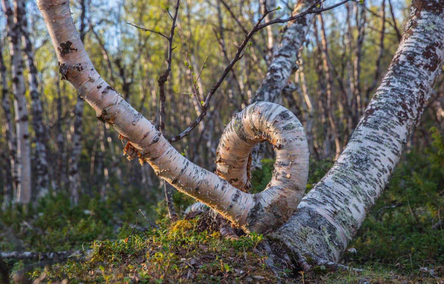 Abisko Guesthouse & Activities