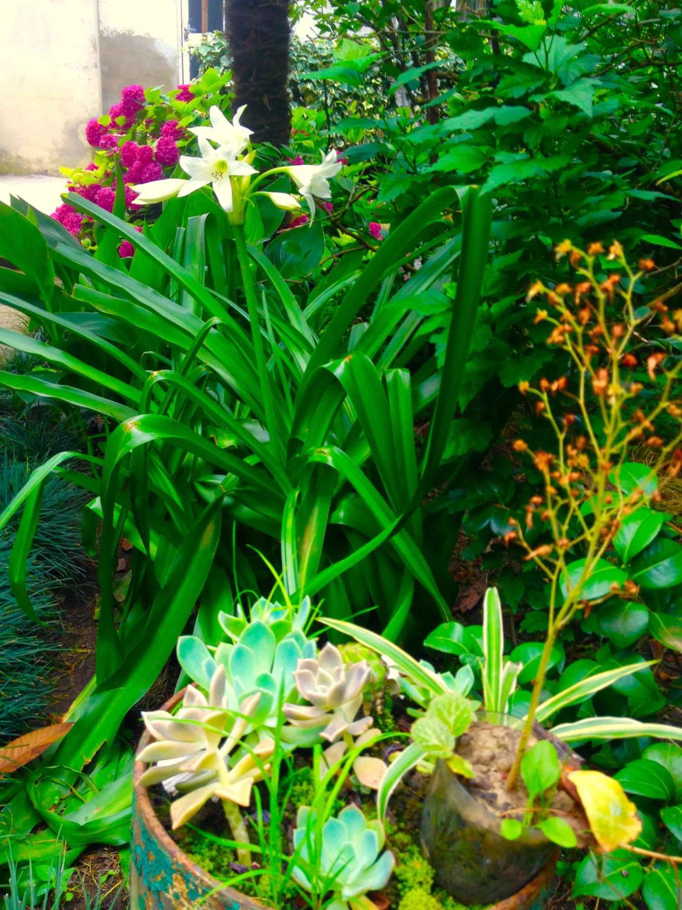 Colibri Home