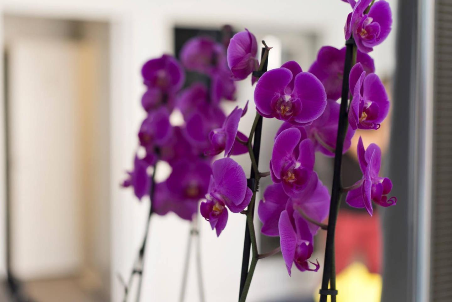 Studio Orchidea