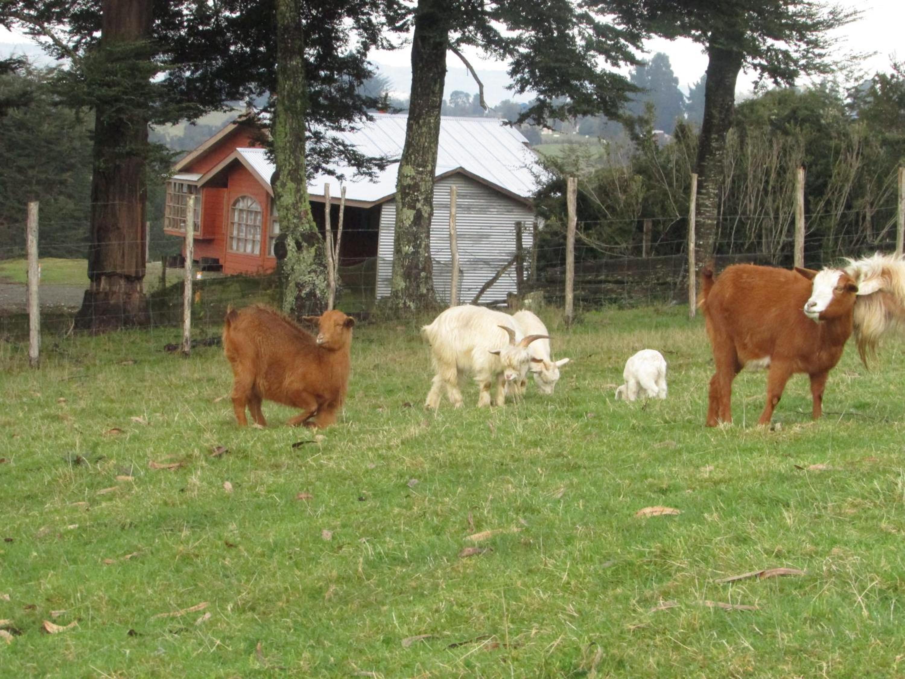 Agroturismo los Colihues