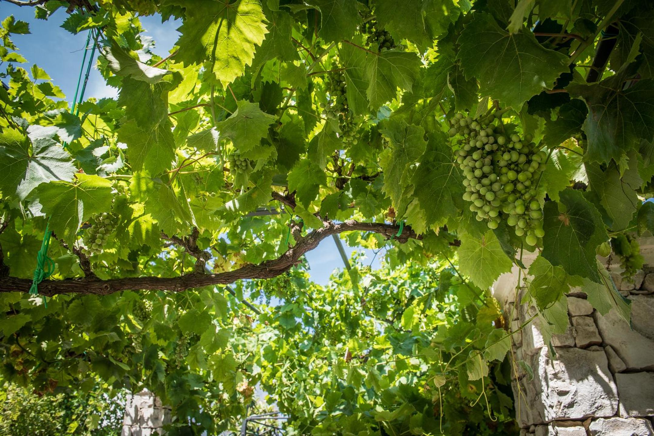 Agriturismo Salinola