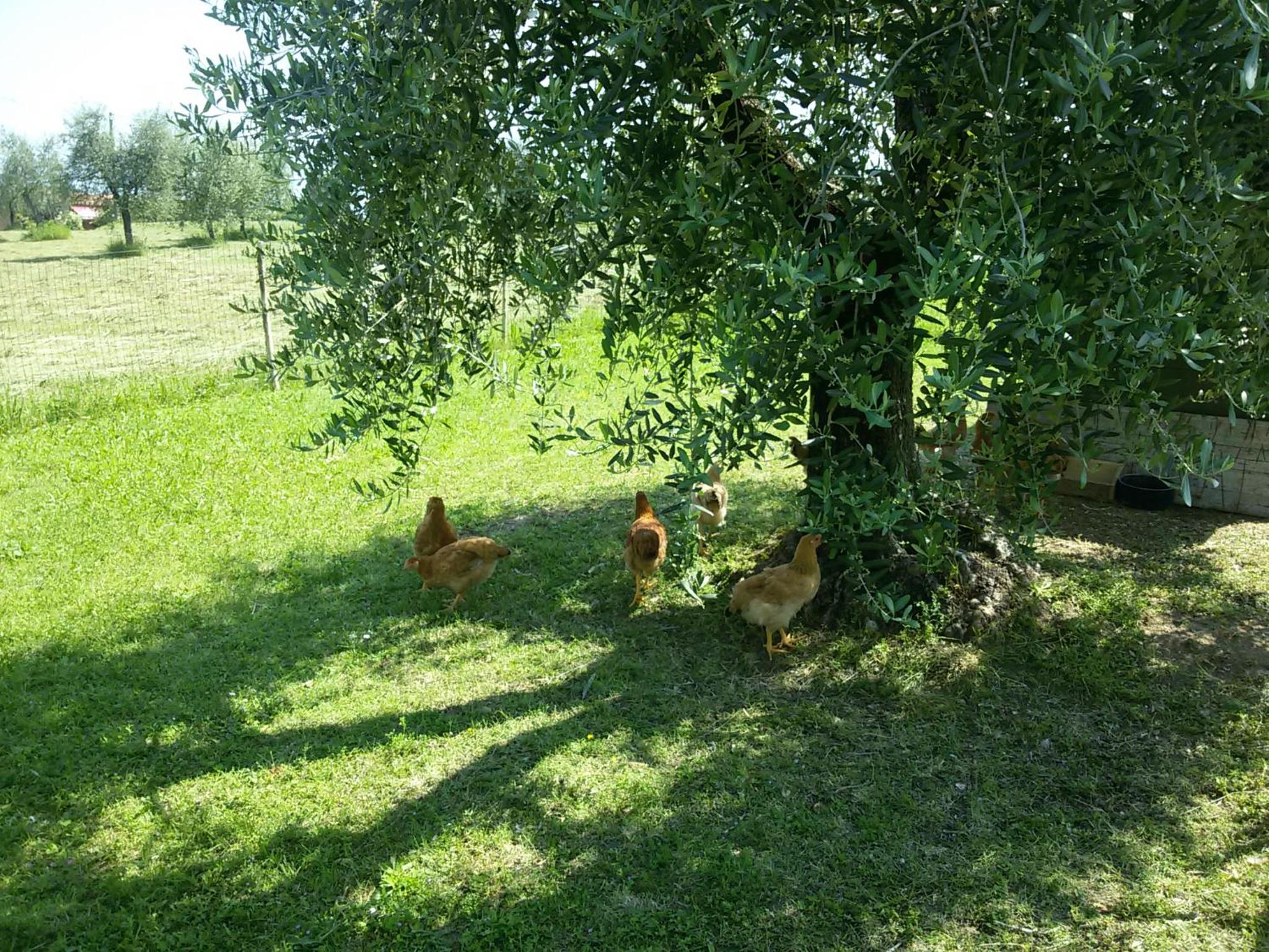 Photo 21