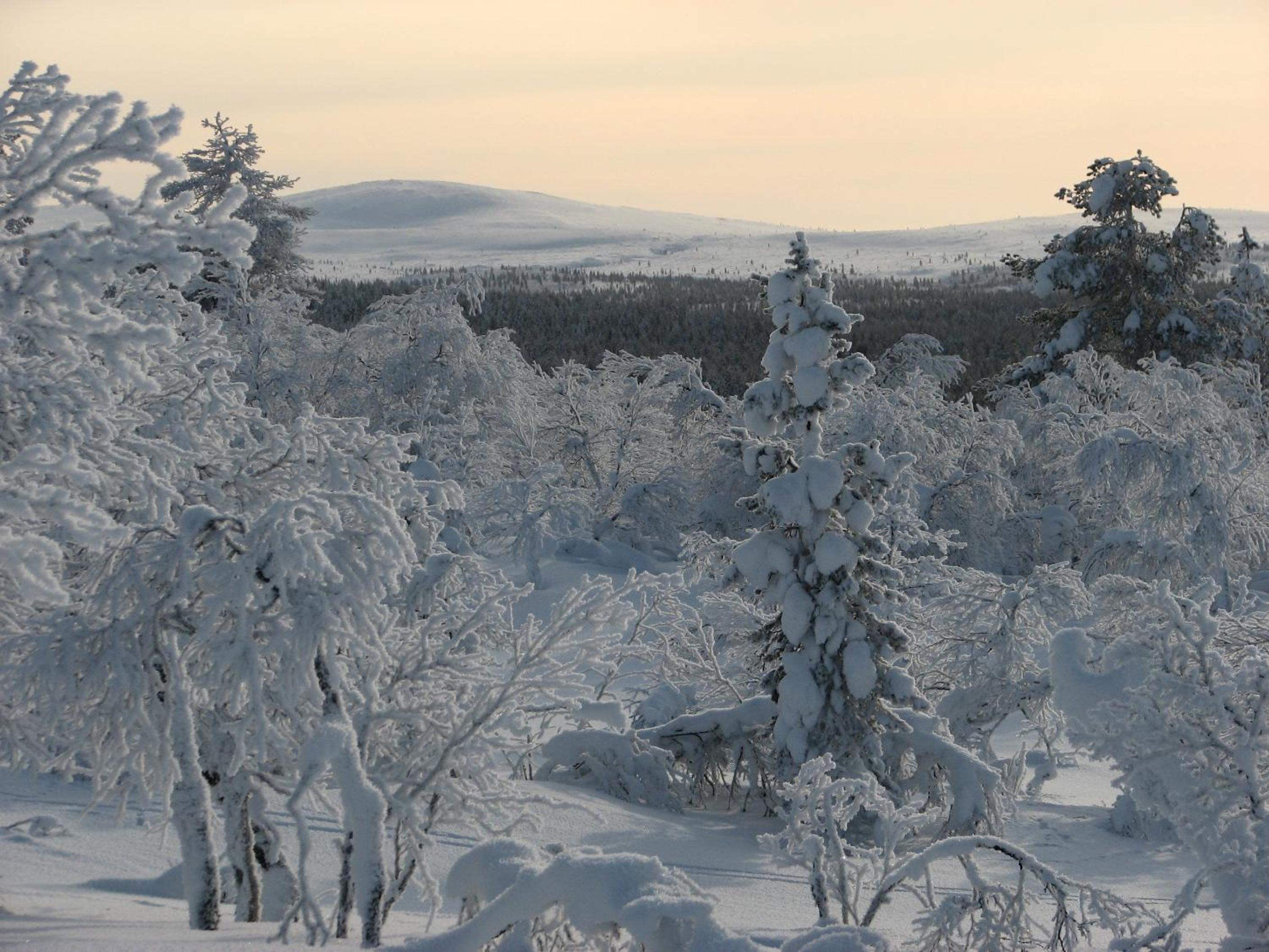 Saariselän Marjamajat view 2
