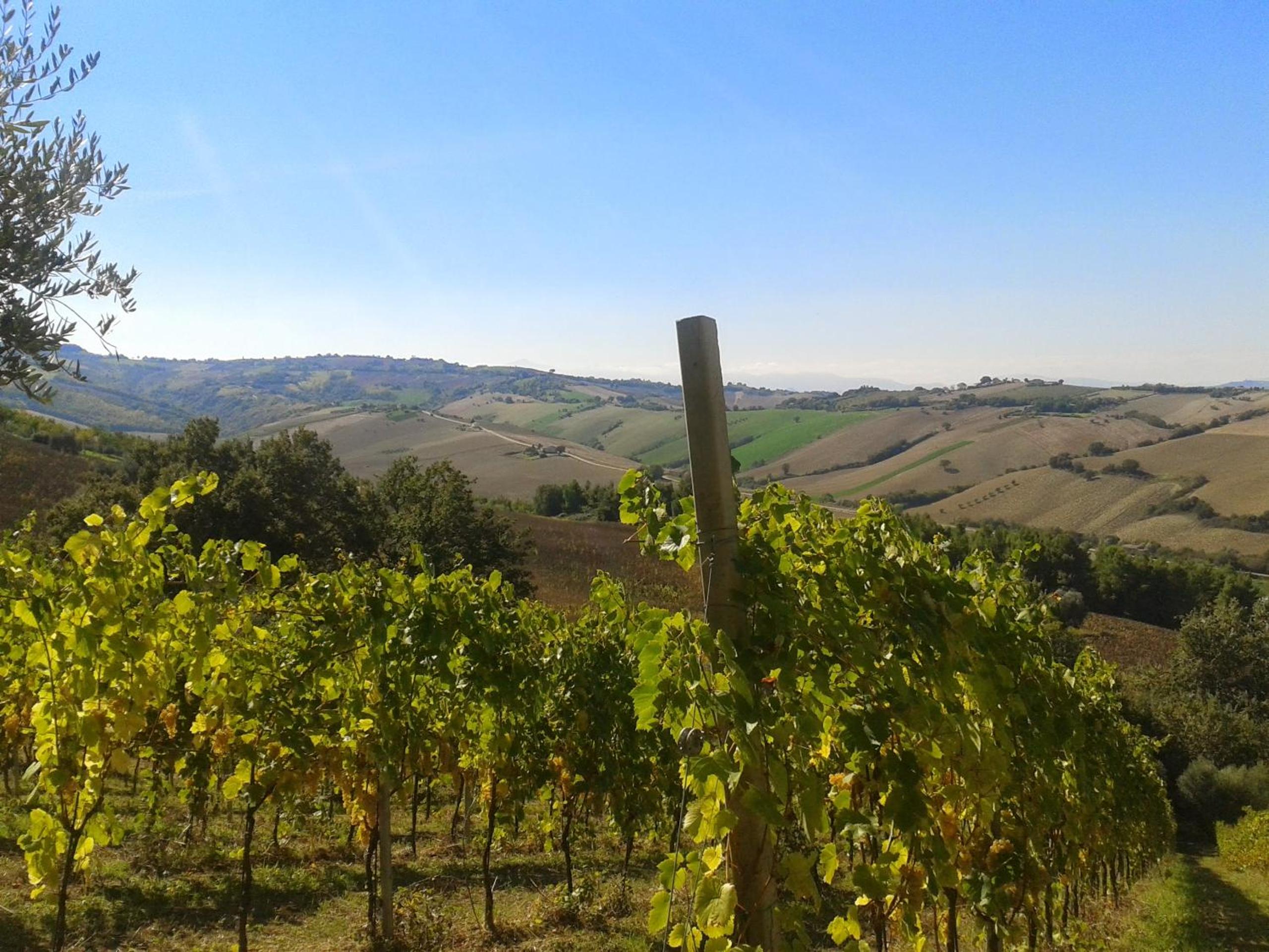 Agriturismo Le Vigne