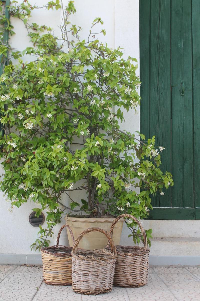 B&B Masseria Cappotto photo 3