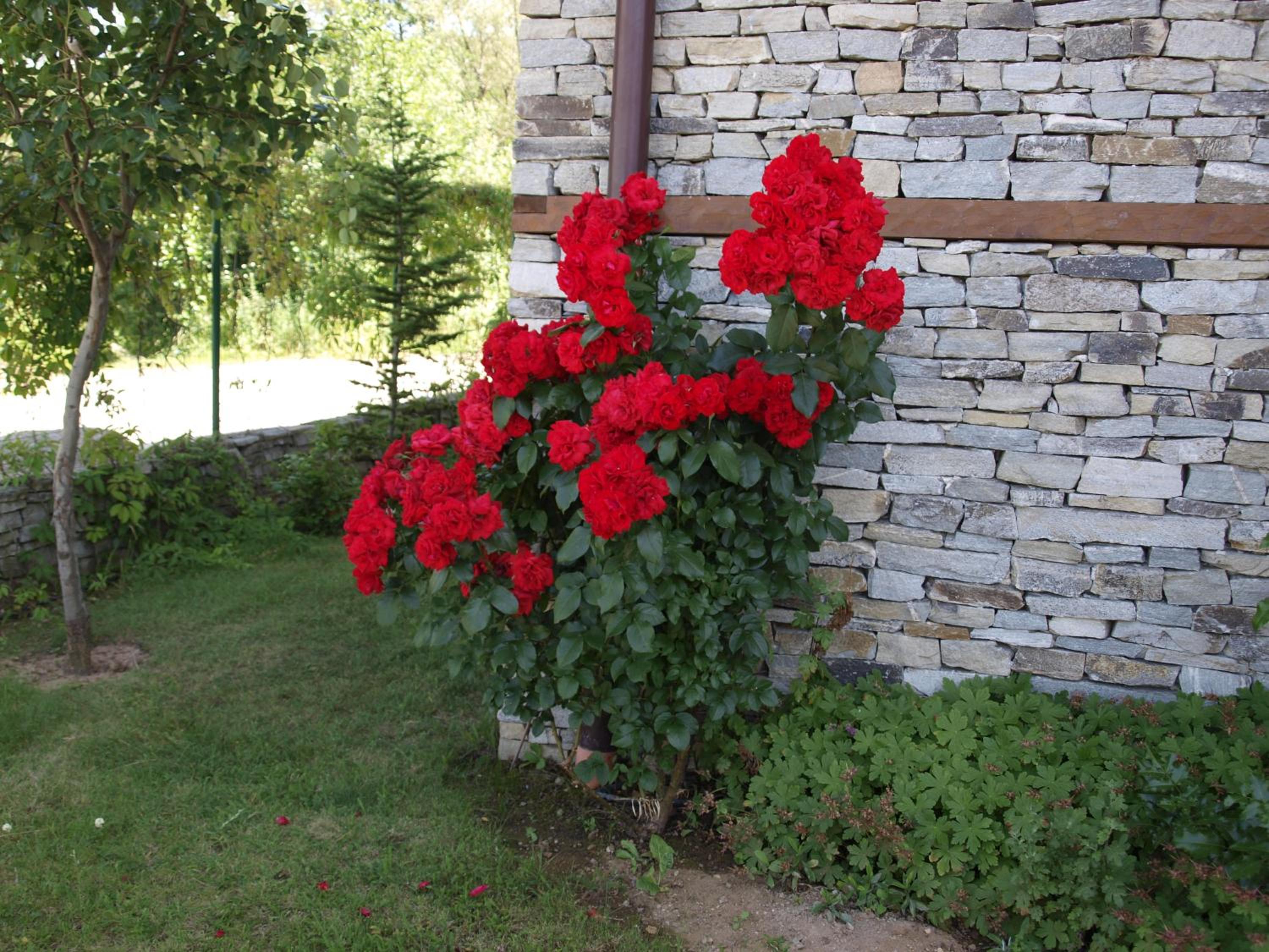 Photo 47