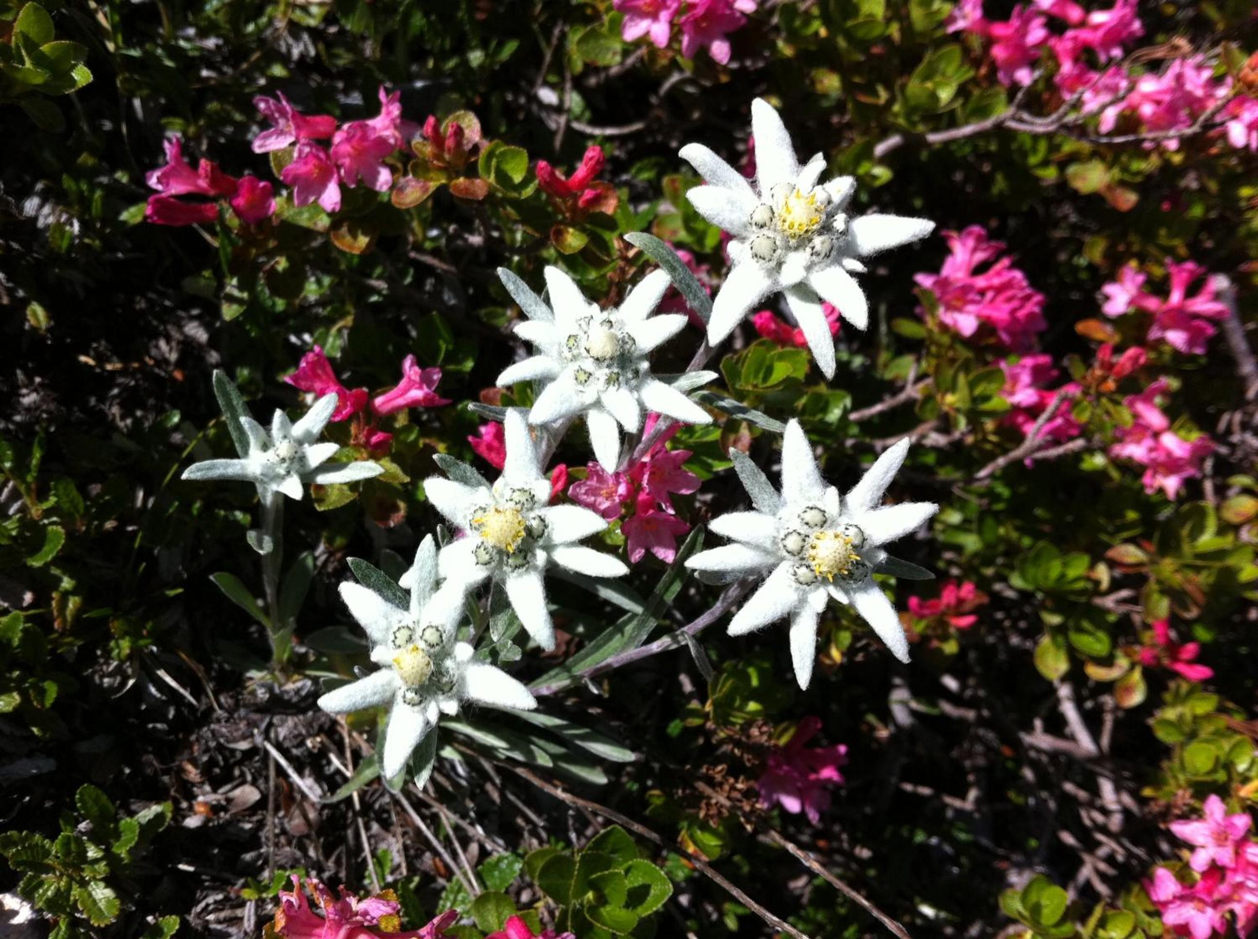 Photo 46
