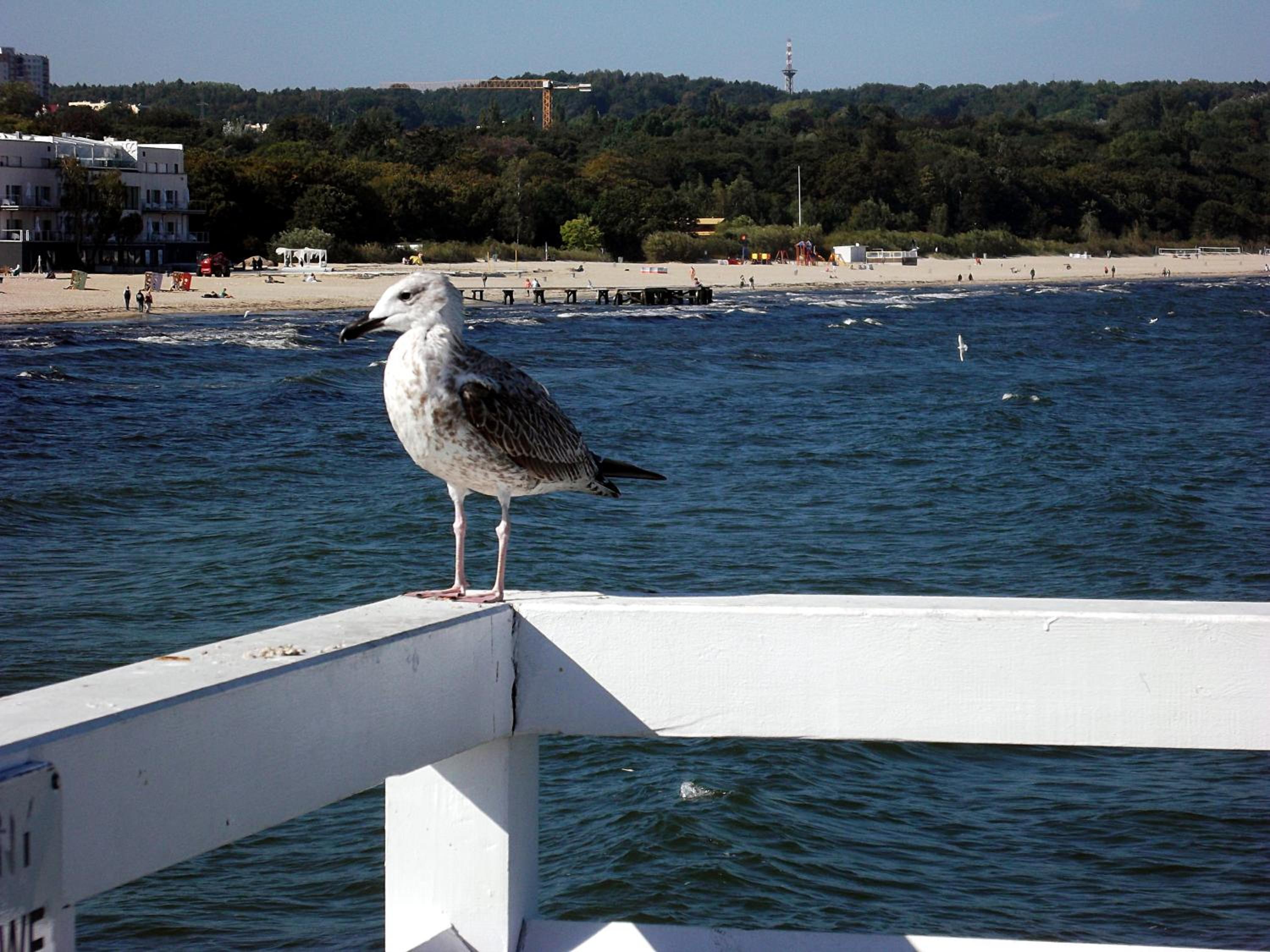Sopot Apartamenty Bema 6