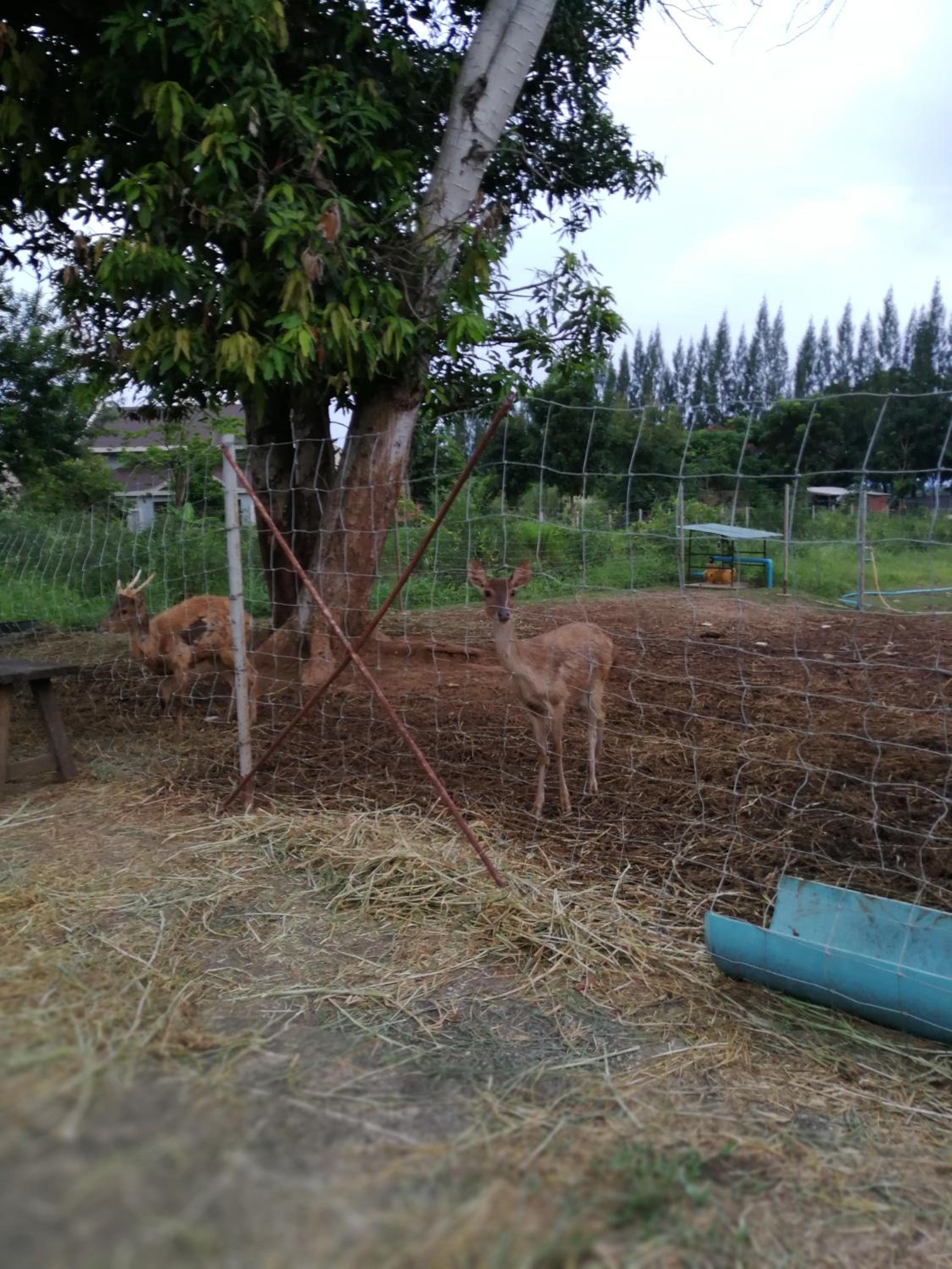 Photo 44