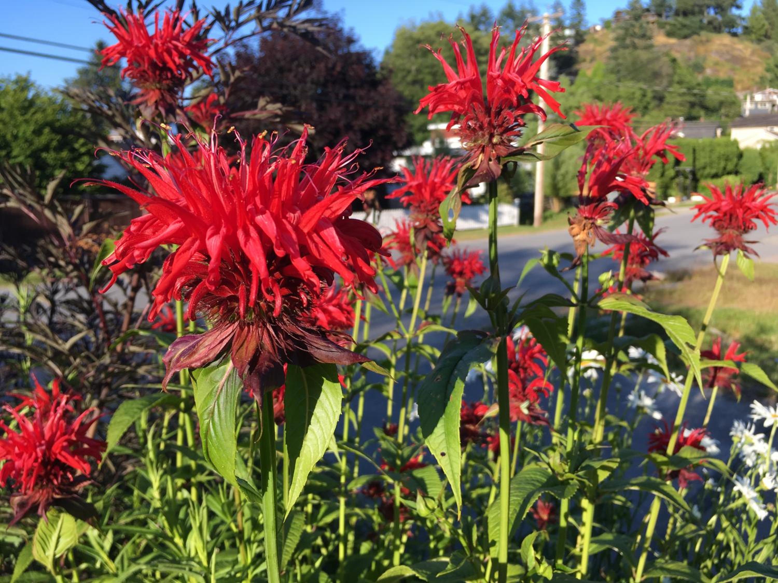 Gibsons Harbour Retreat