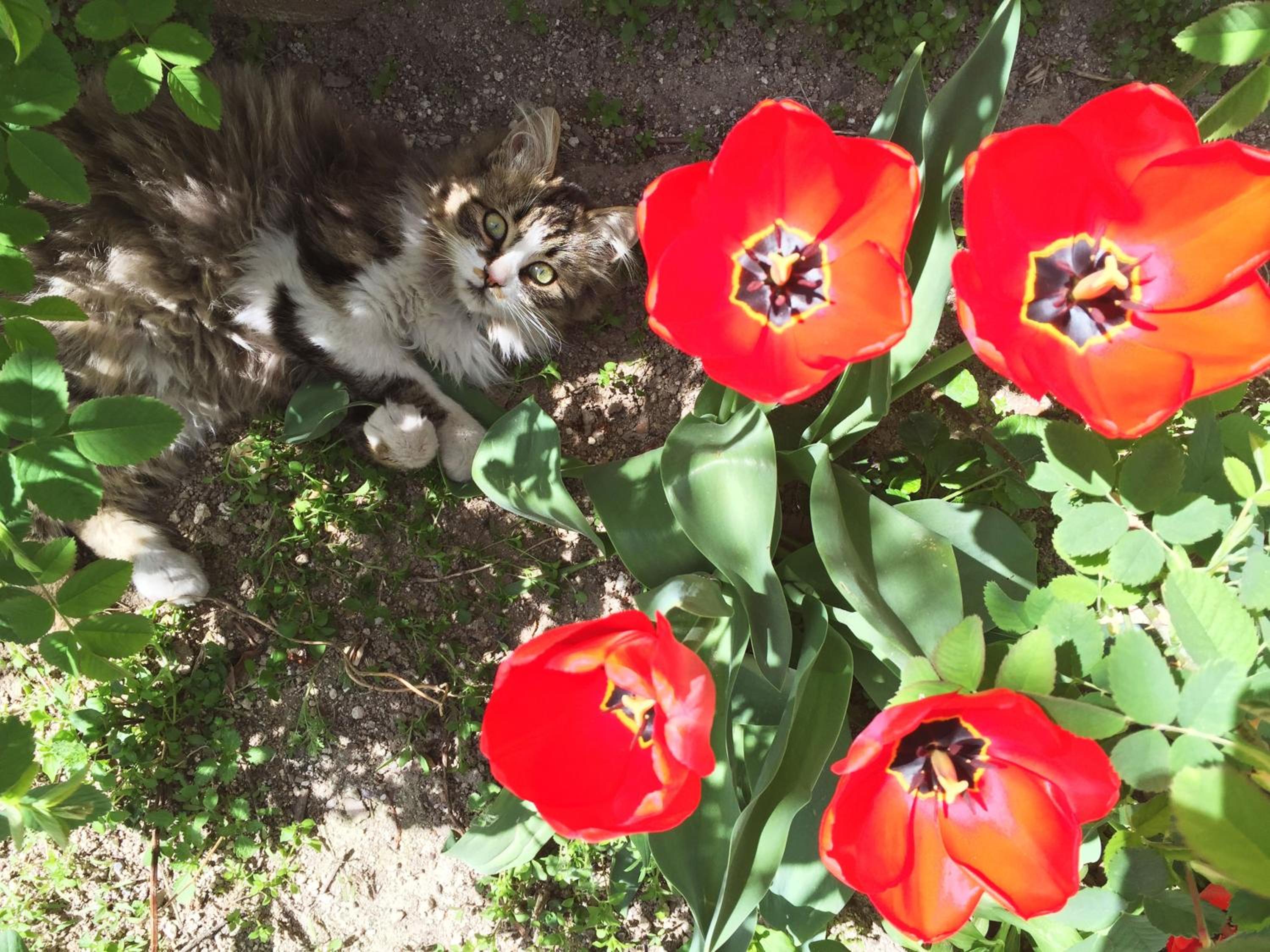 Karadut Cave Hotel - Image 10