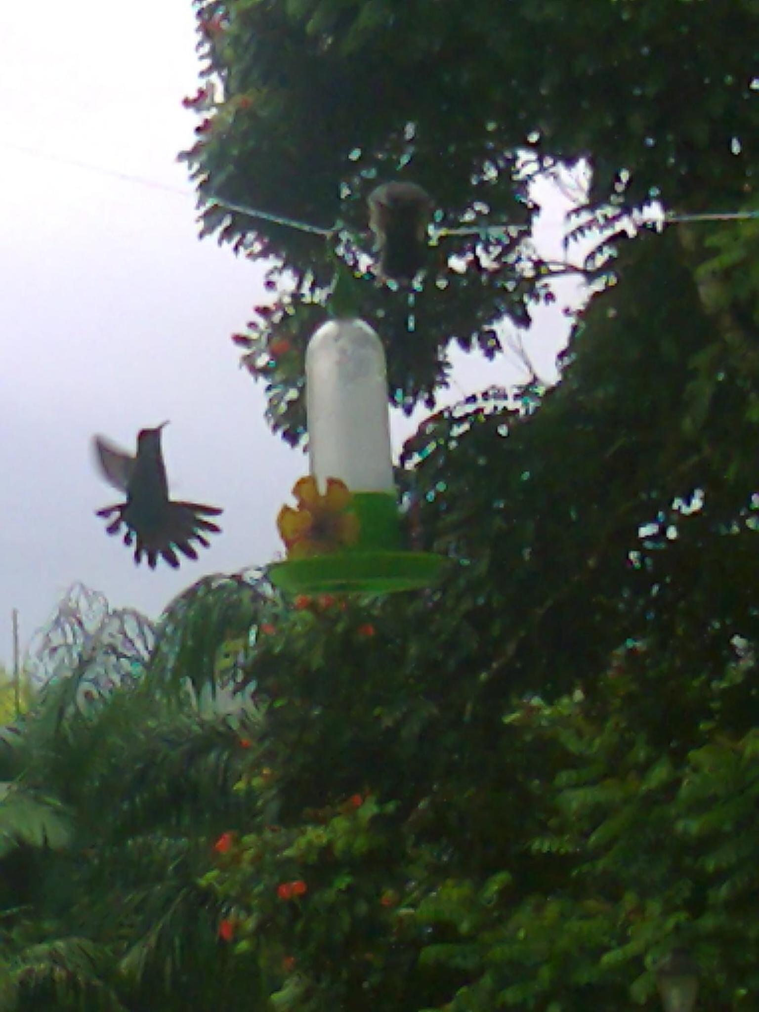 Photo 46