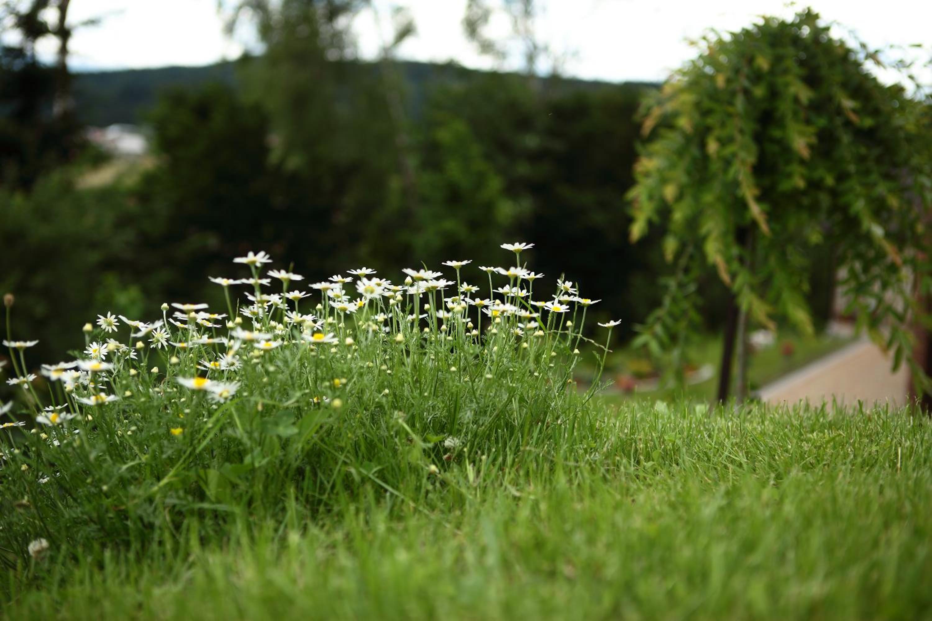 FAVAR Carpathians