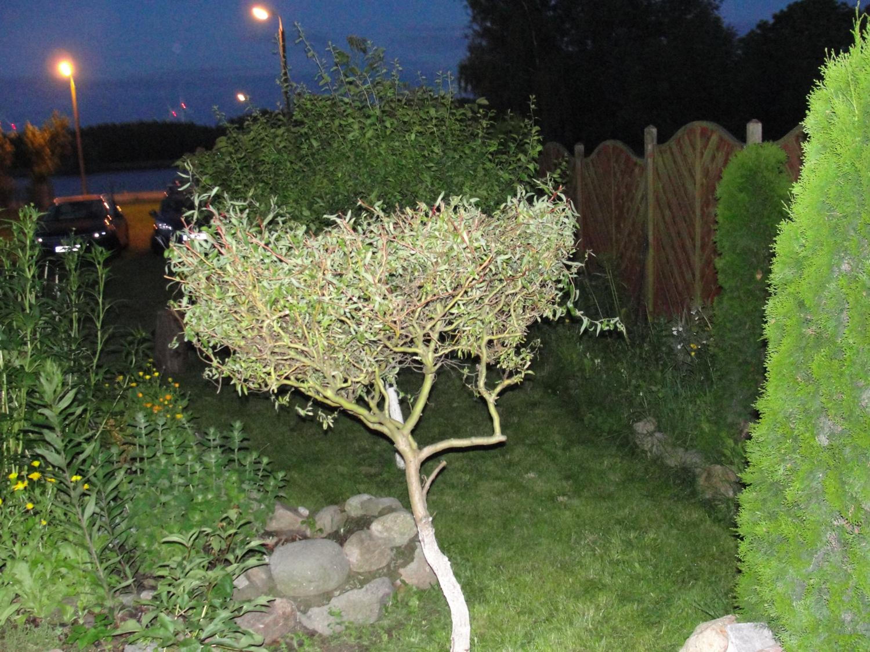 Photo 19