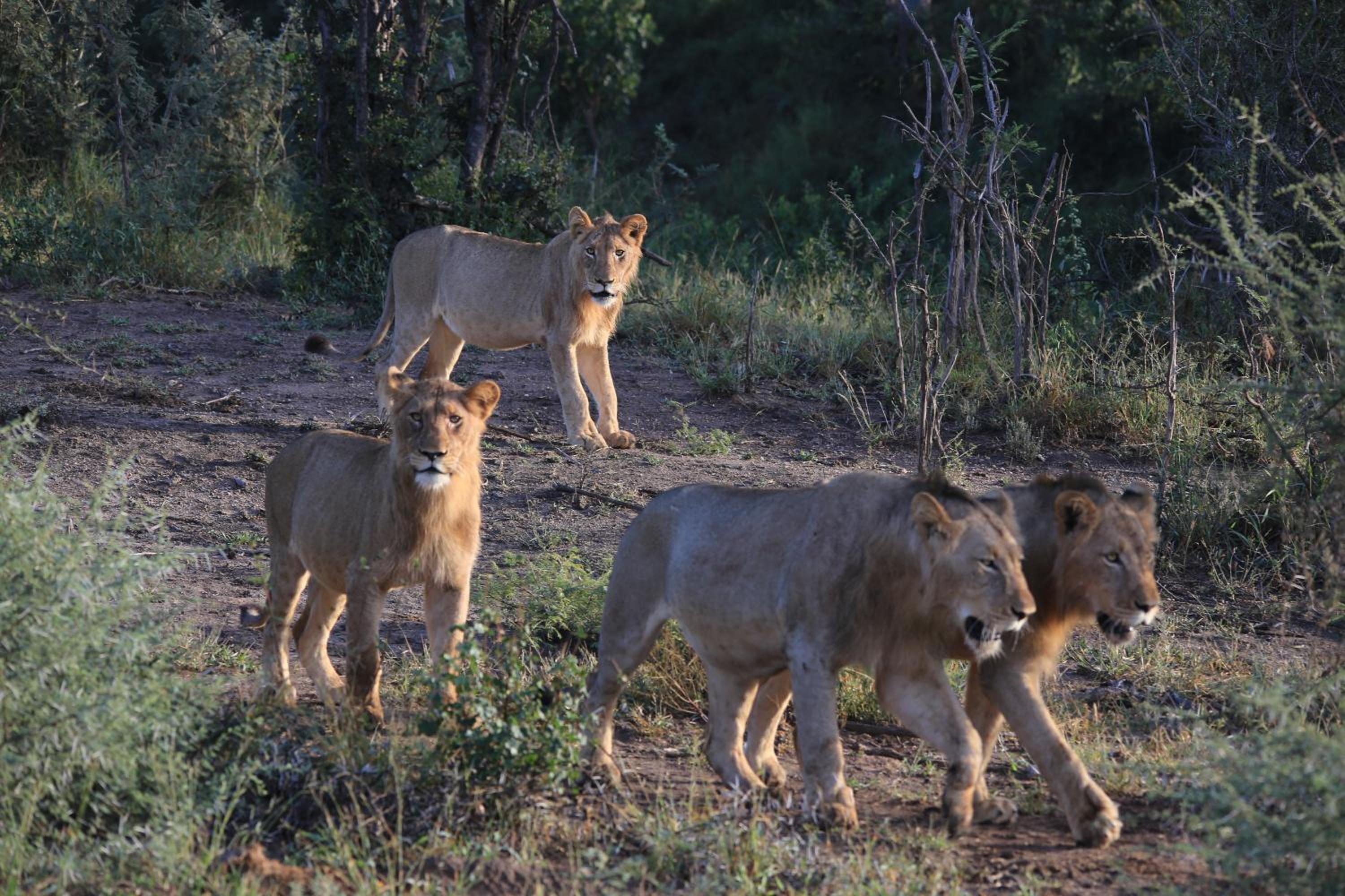 Maninghi Lodge