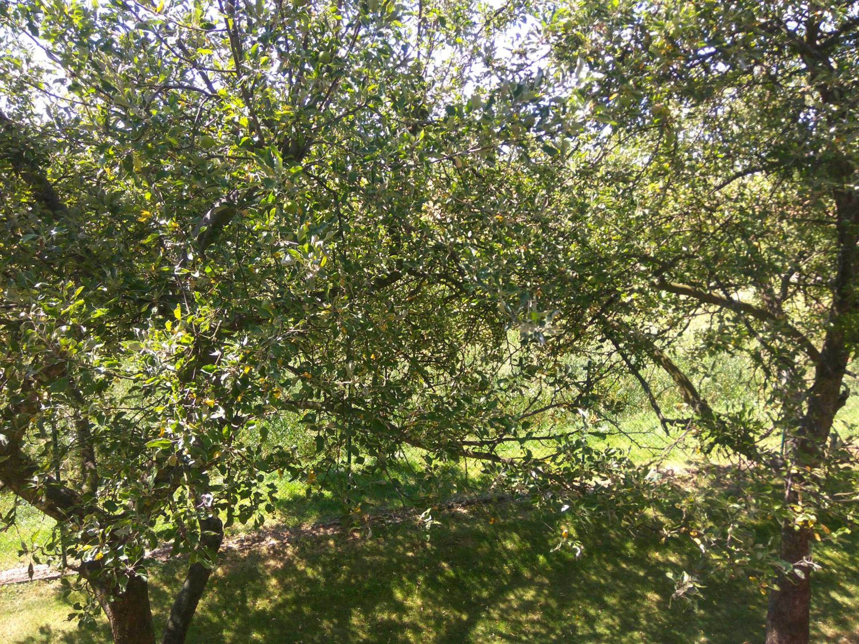 Pension Silma