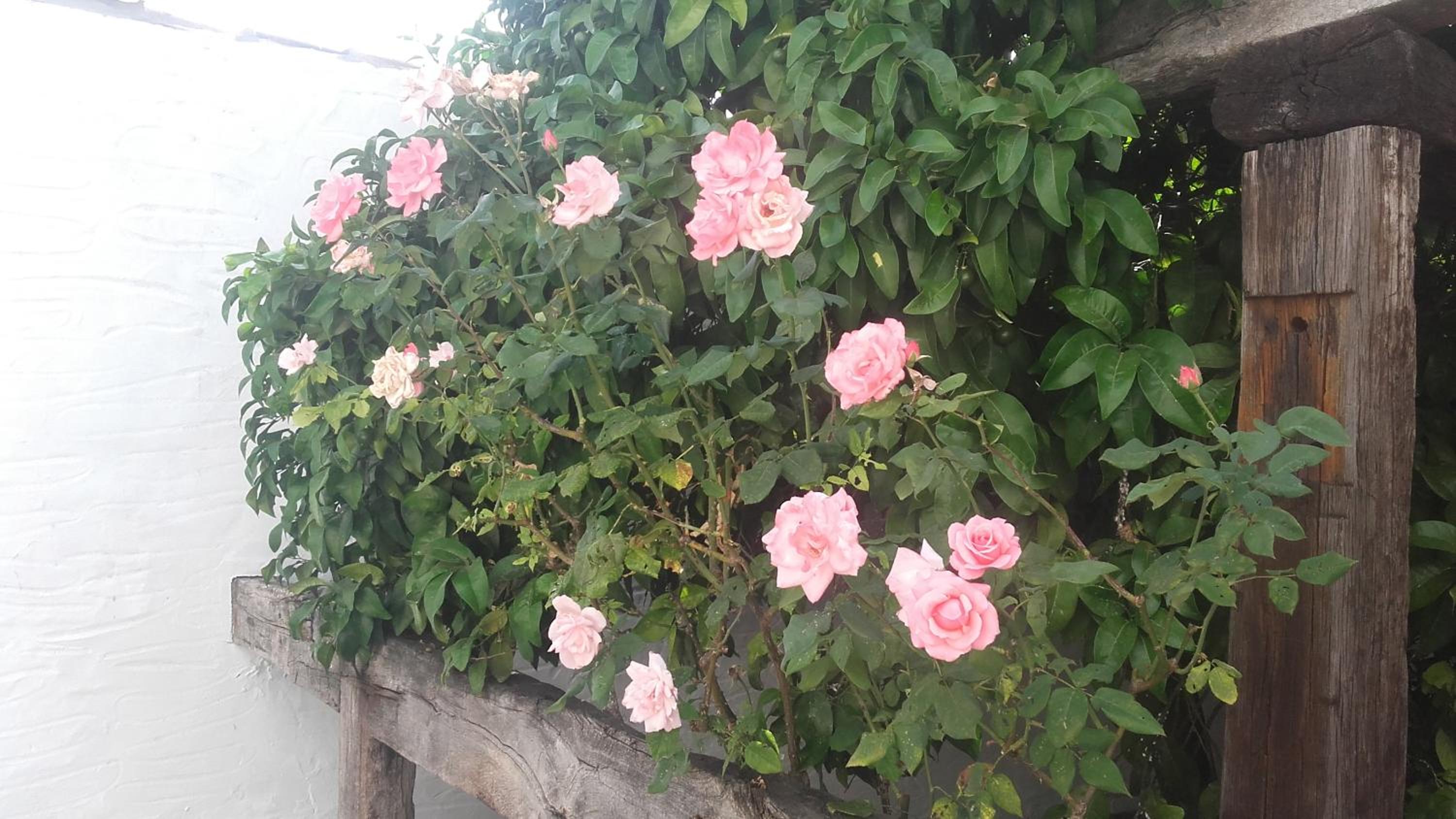 Finca El Abuelo
