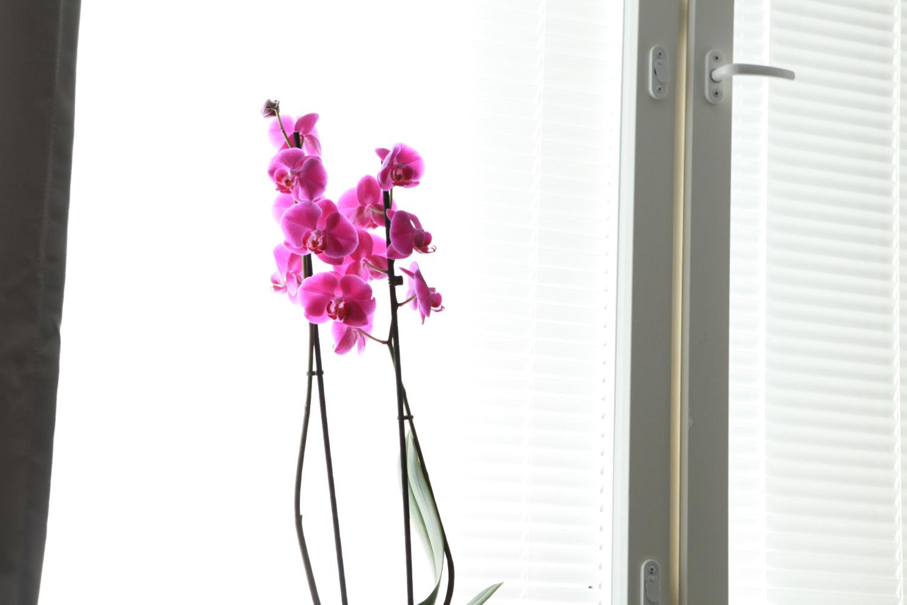 Studio Orchidea