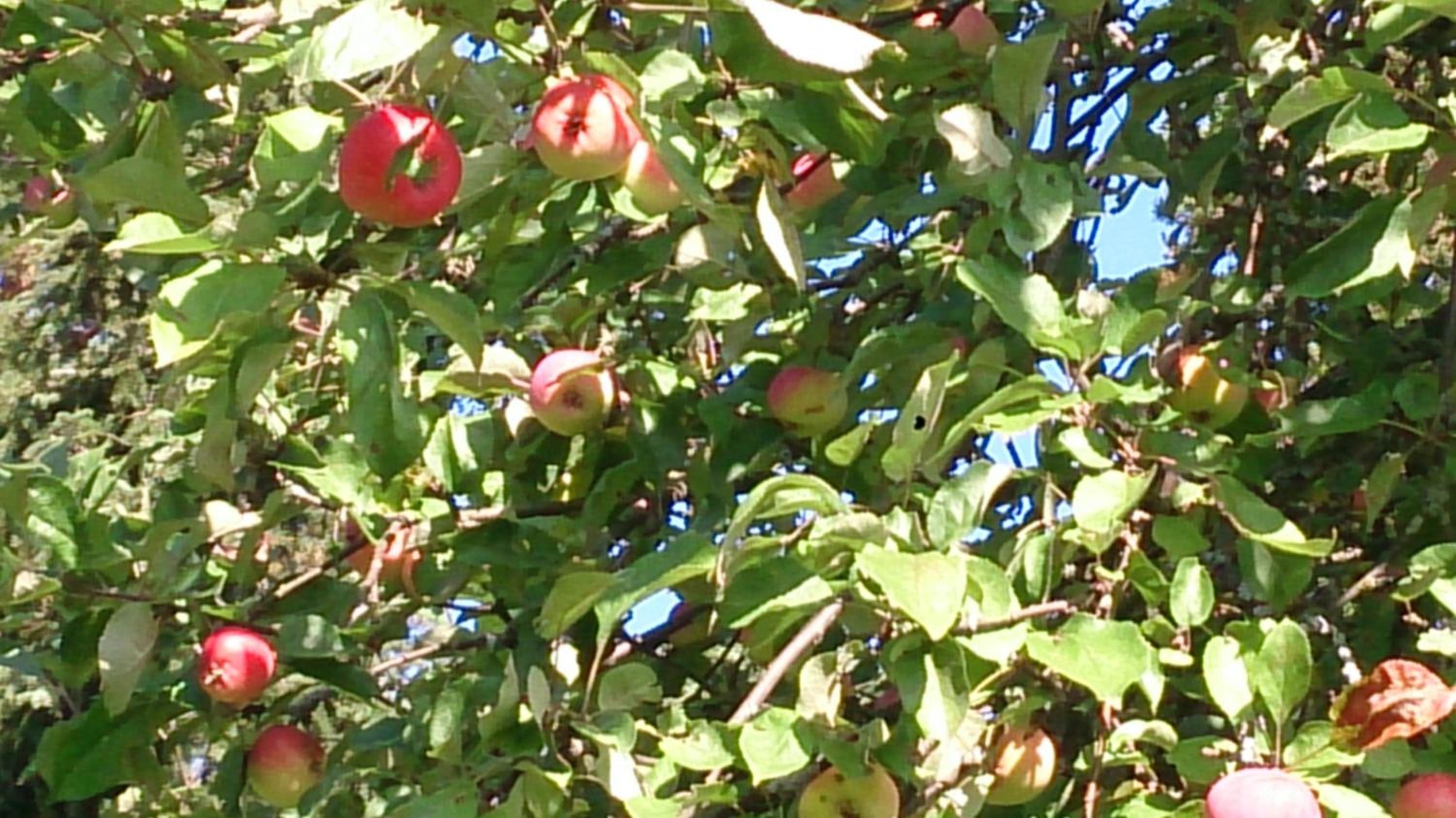 Photo 24