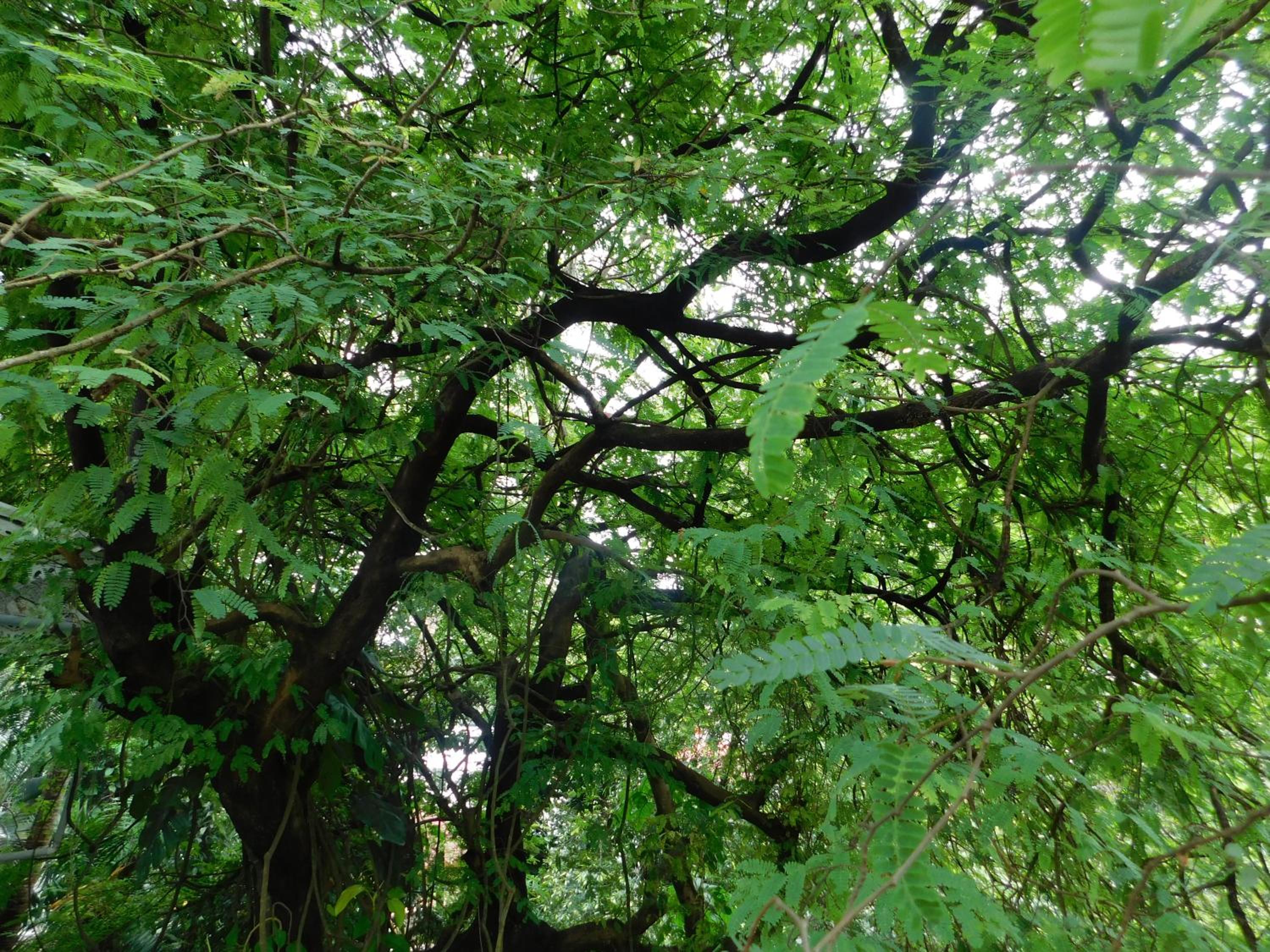 Green Woods Bethlehem view 5