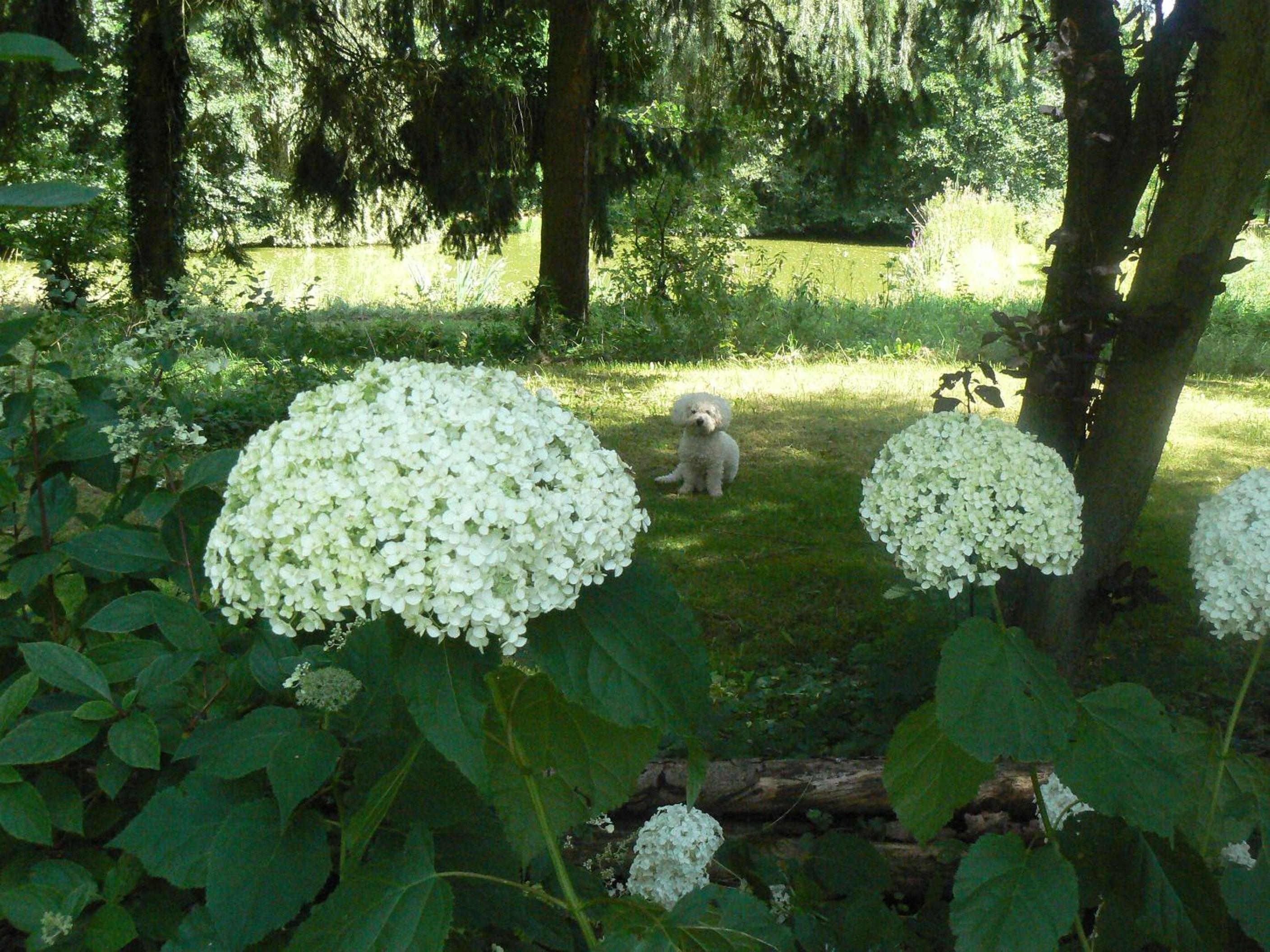Photo 37