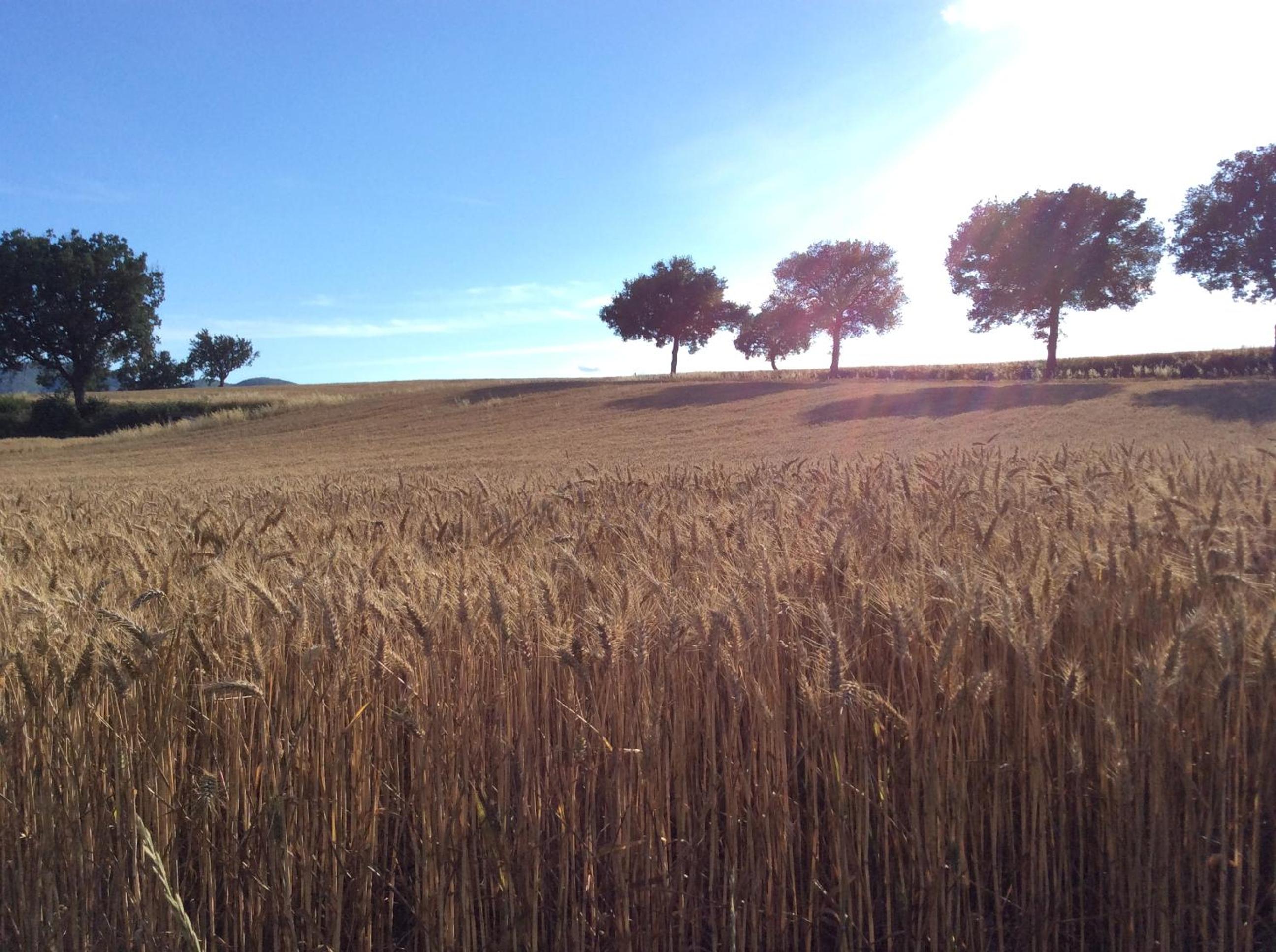 Agriturismo Il Mulino del Vescovo