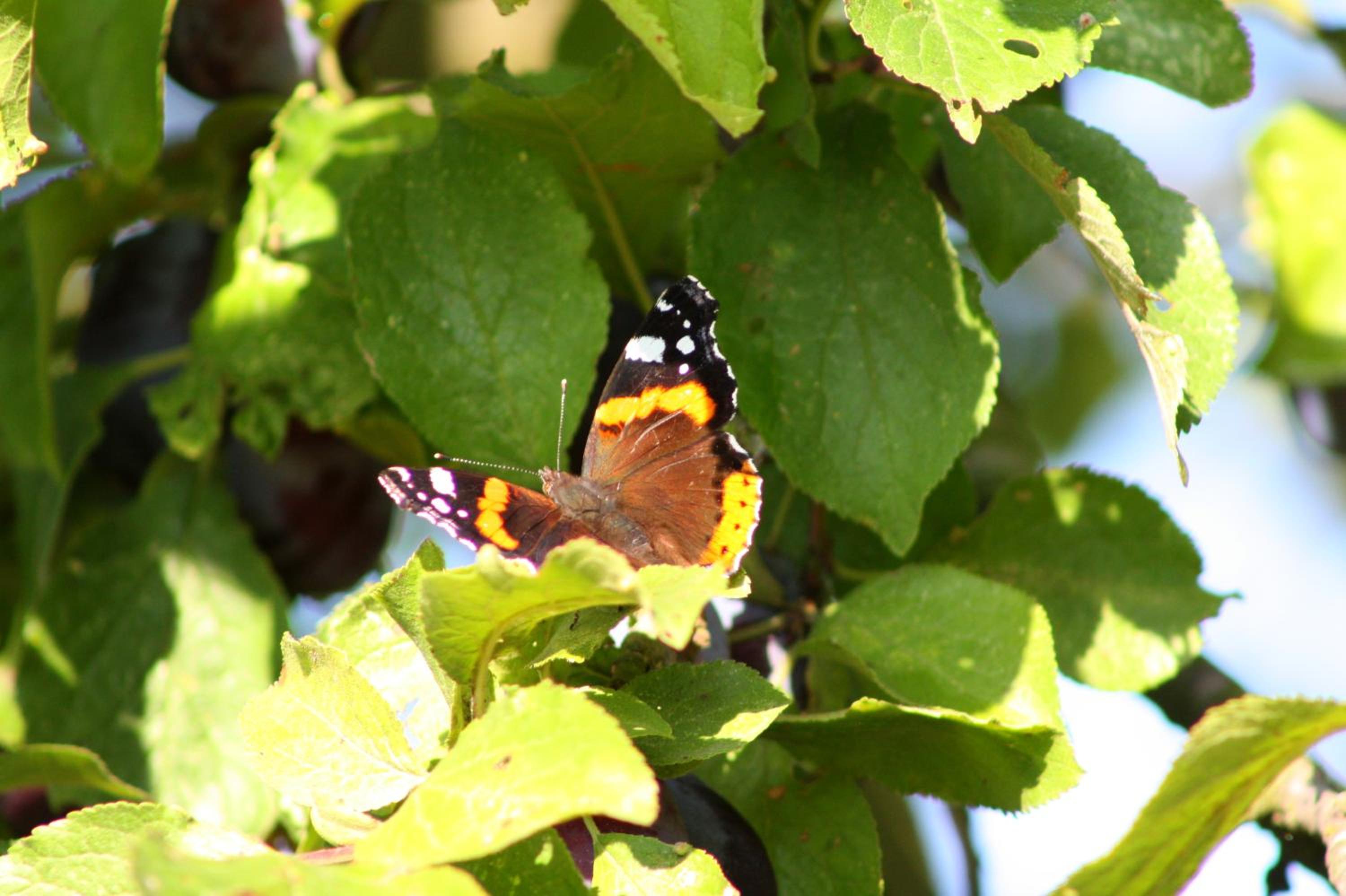 Photo 49