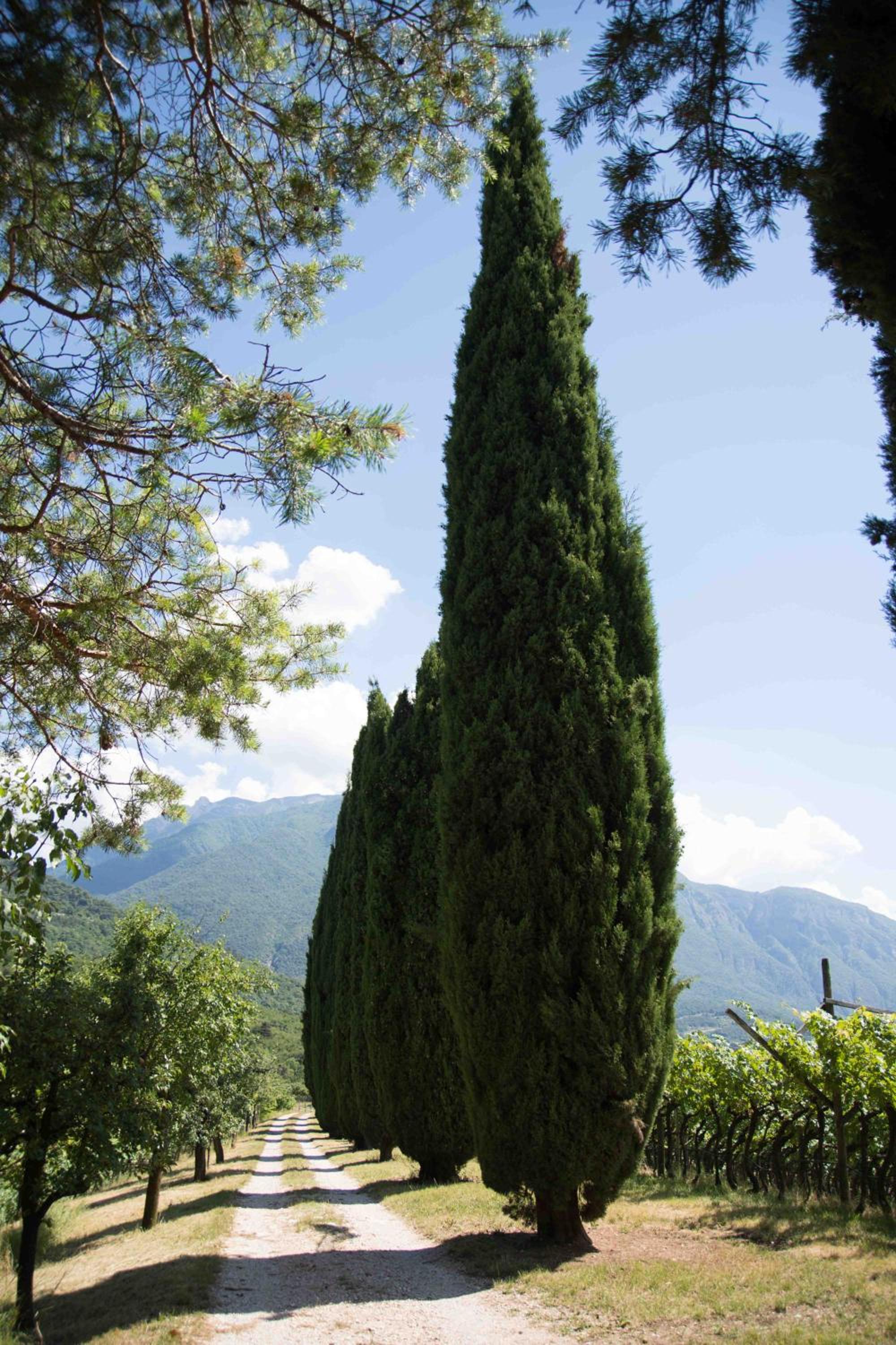 Agritur Casteller