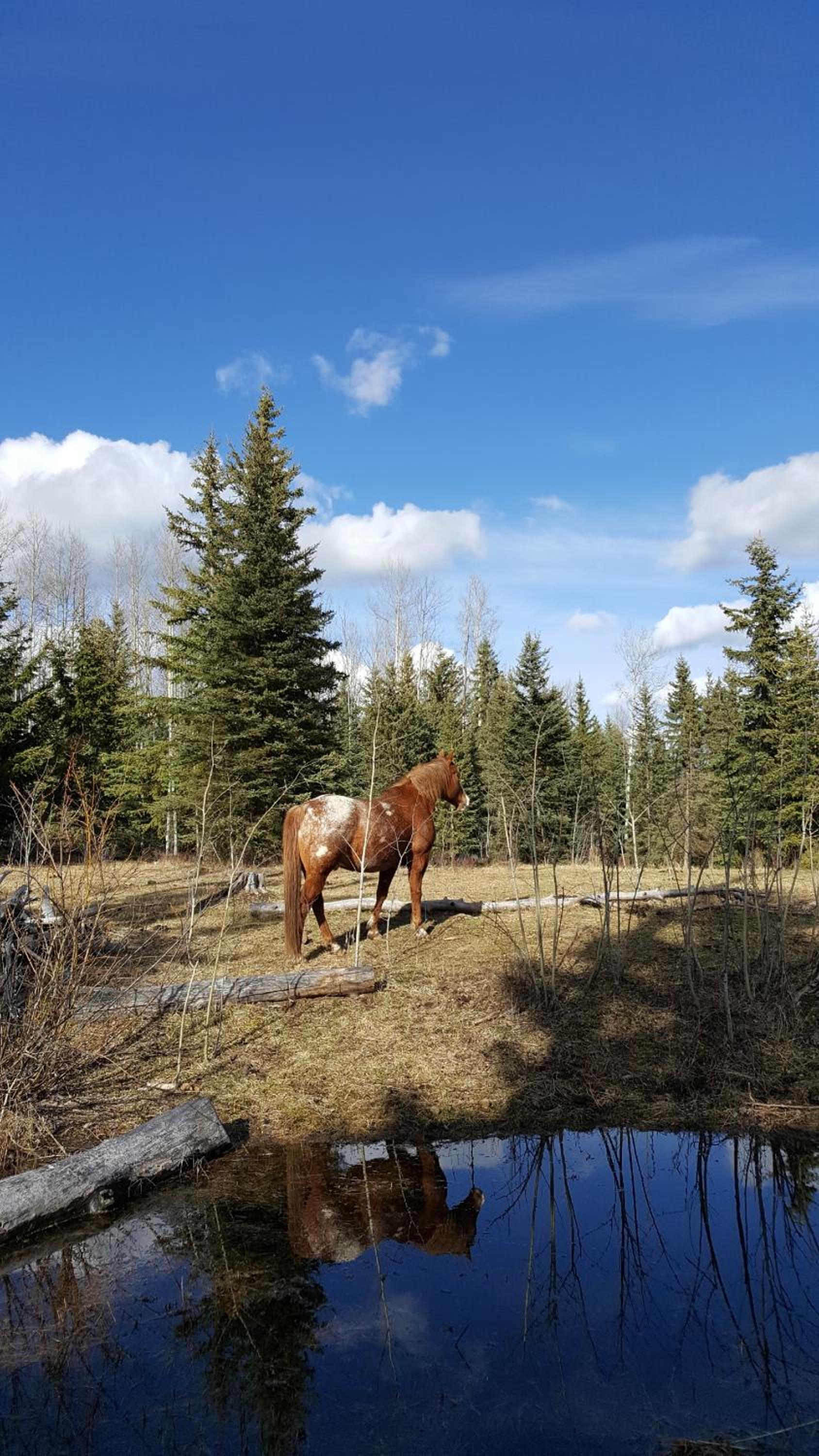 Wettstone Guest Ranch