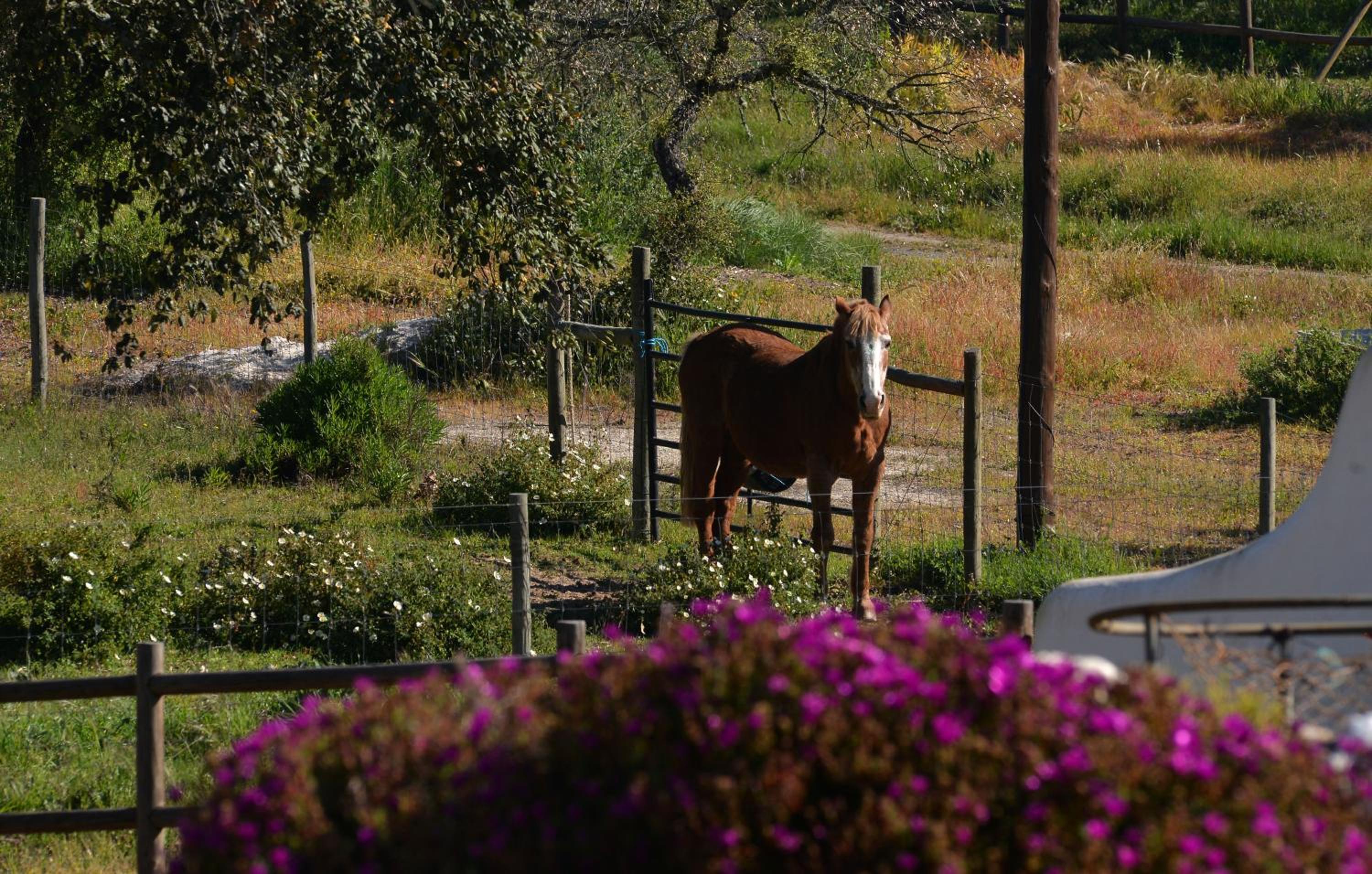 Monte do Giestal - Casas de Campo & Spa