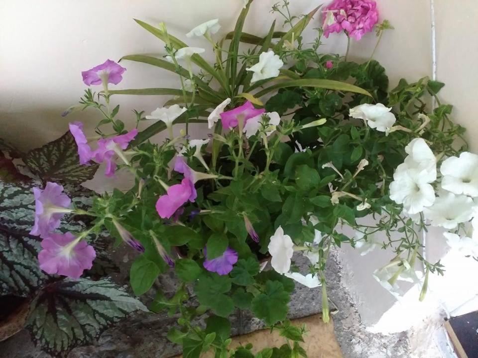 Holiday Home Ekaterine