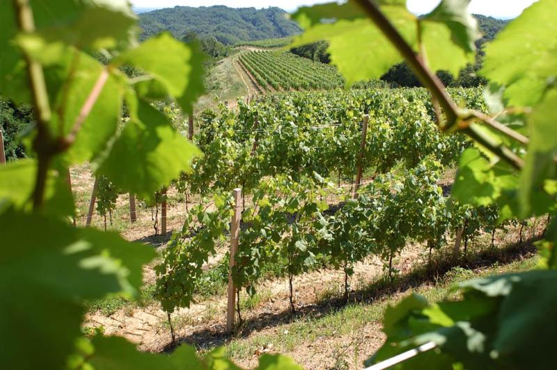 Tenuta Valdomini