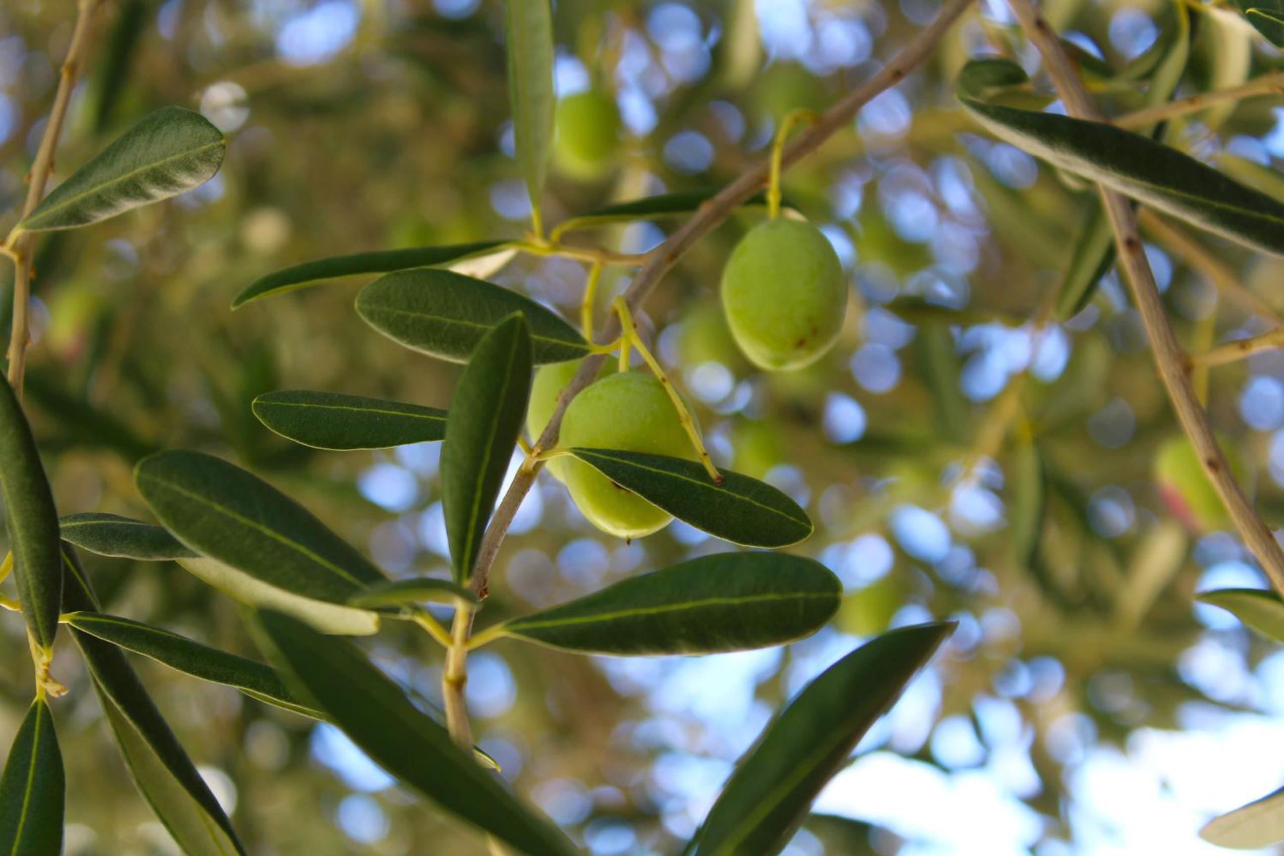 Lagom-VODICE