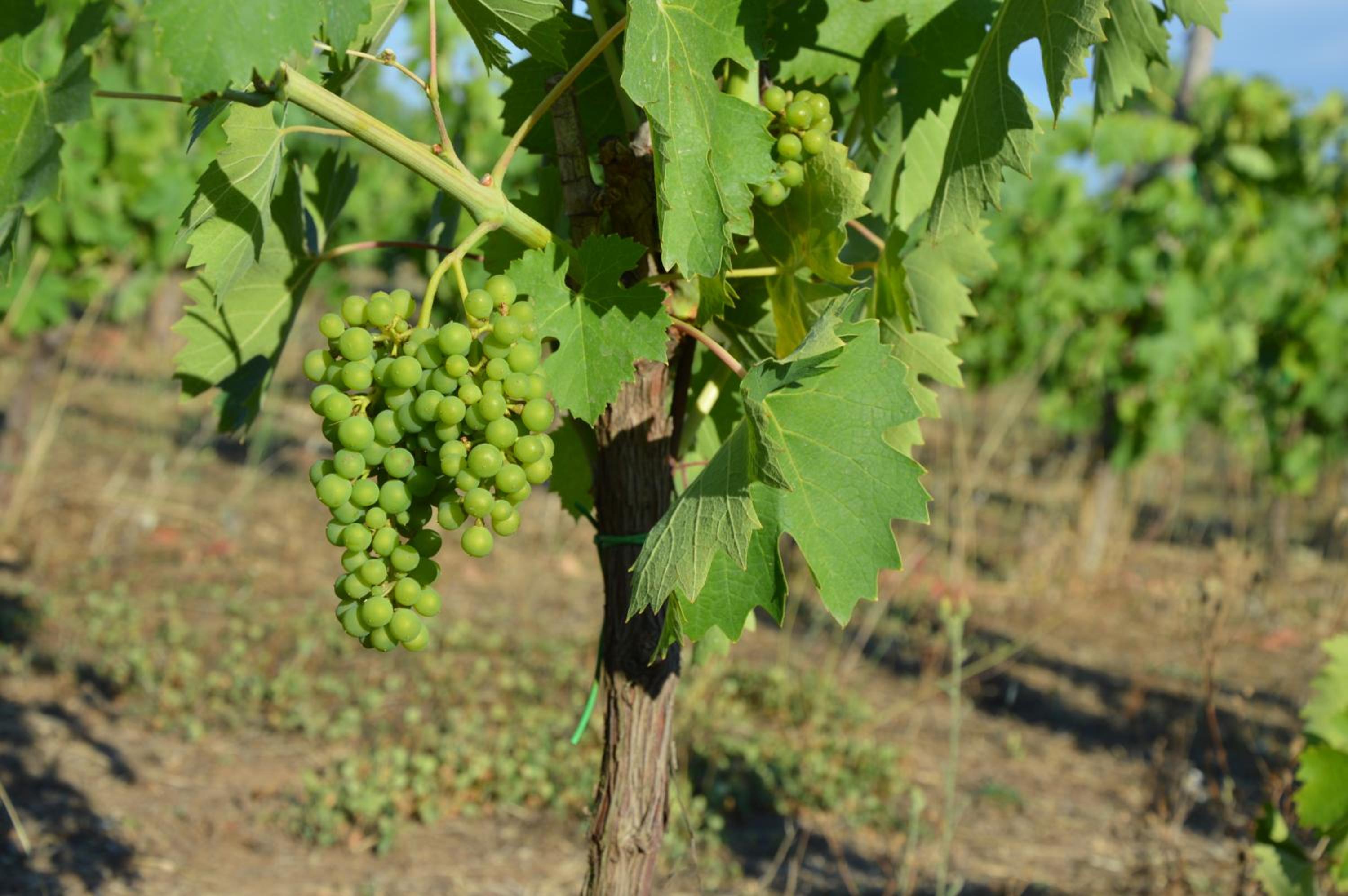 Fattoria Lucciano