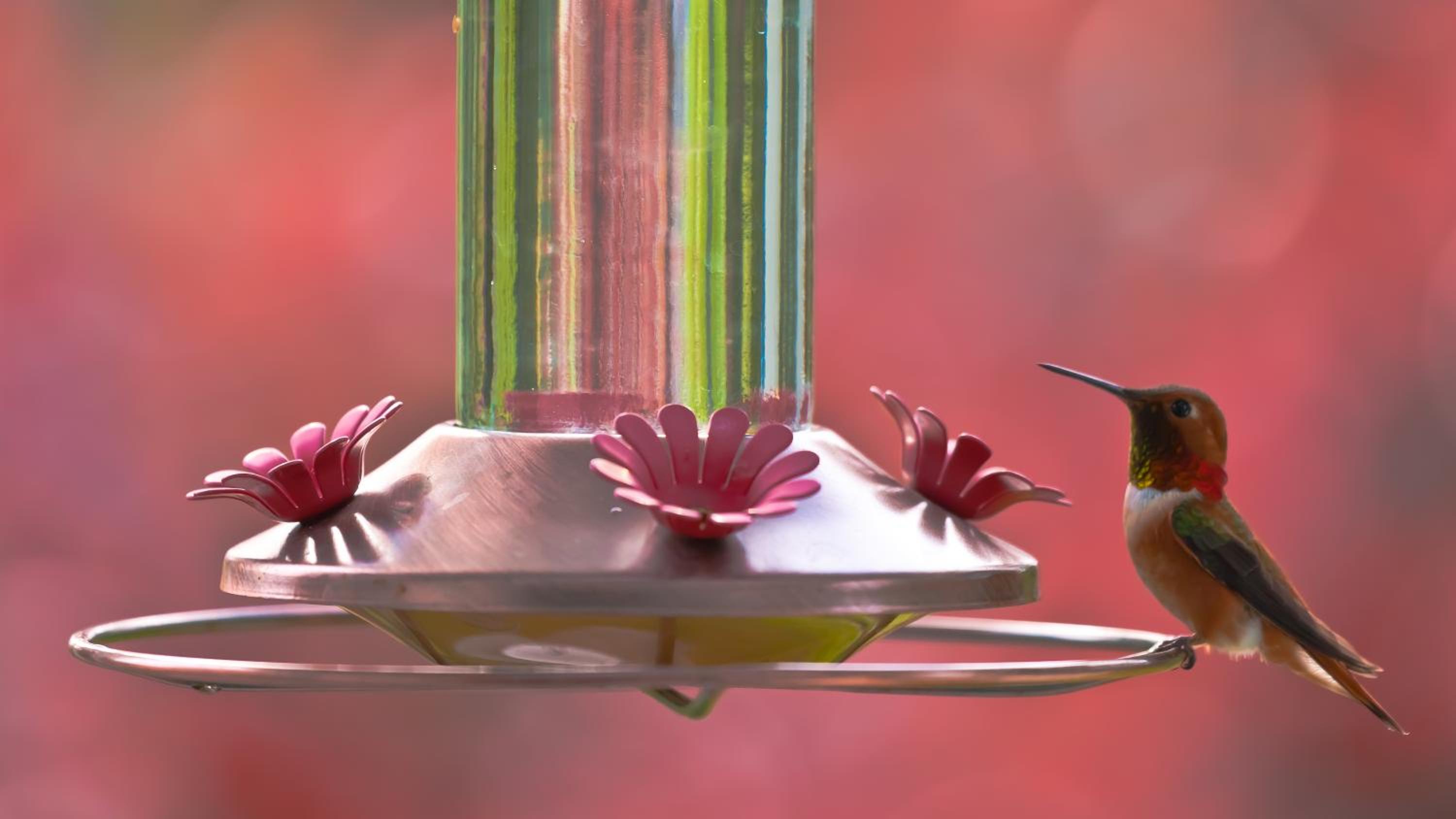 Hummingbird Bed and Breakfast