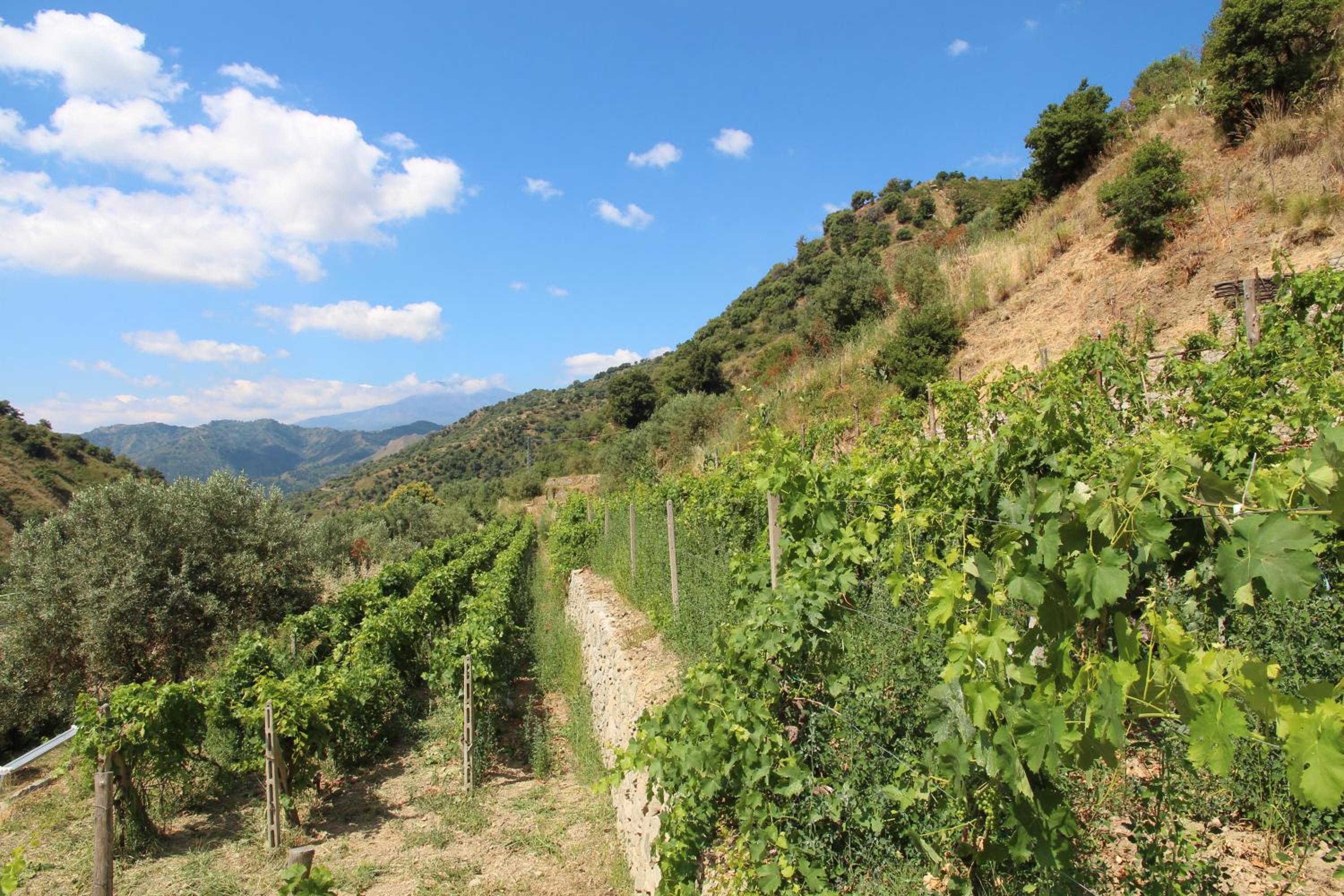 Profetina Village